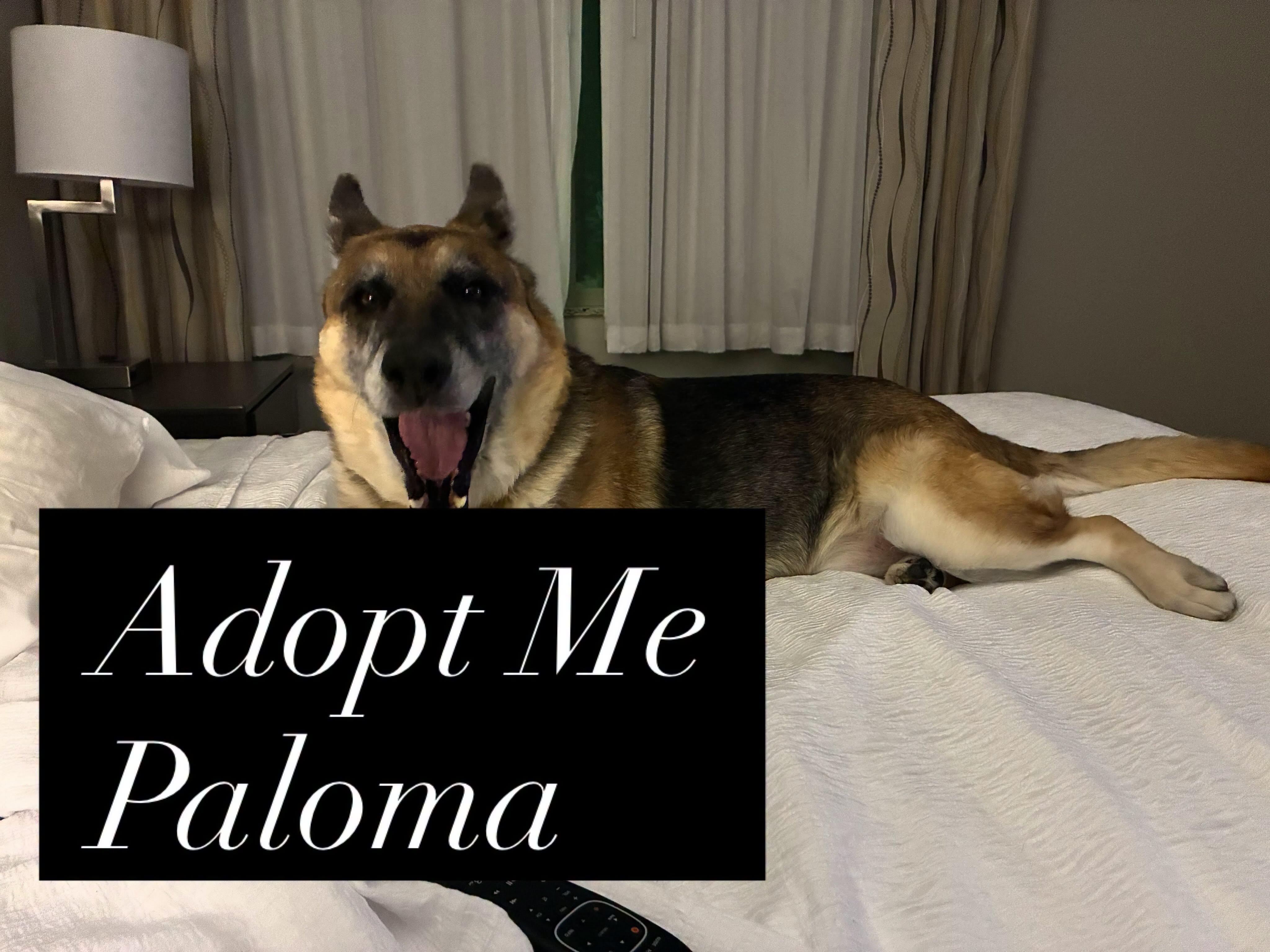 Enlarge Paloma, a Adoptable mixed breed in Star, ID image 1/2