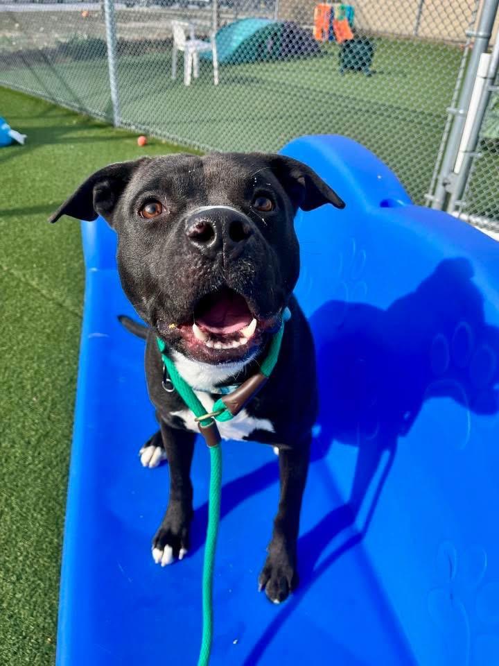 Banejamin, Adoptable, Young Male Pit Bull Terrier.