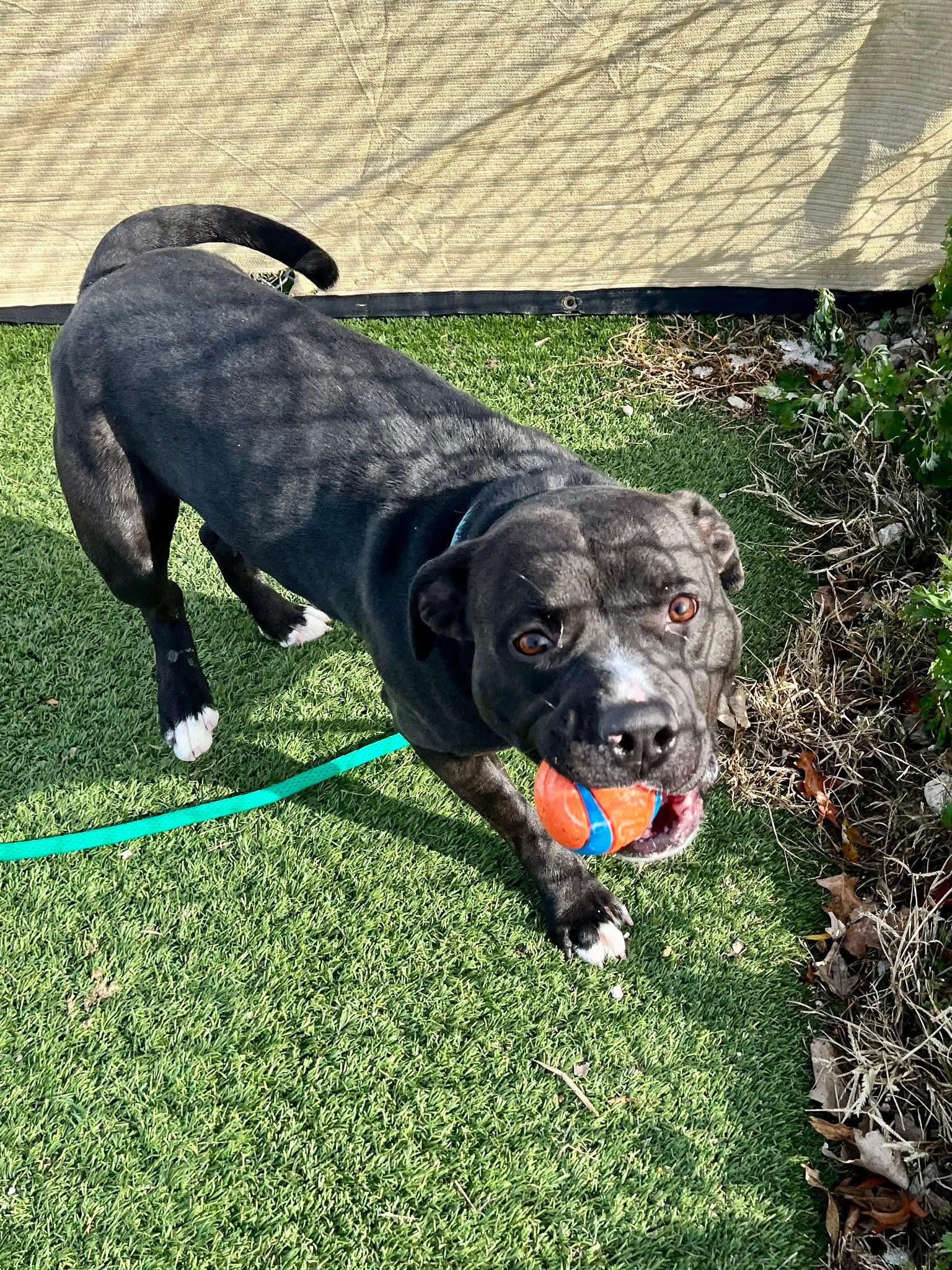 Enlarge Banejamin, a Adoptable mixed breed in Cleveland, OH image 6/6
