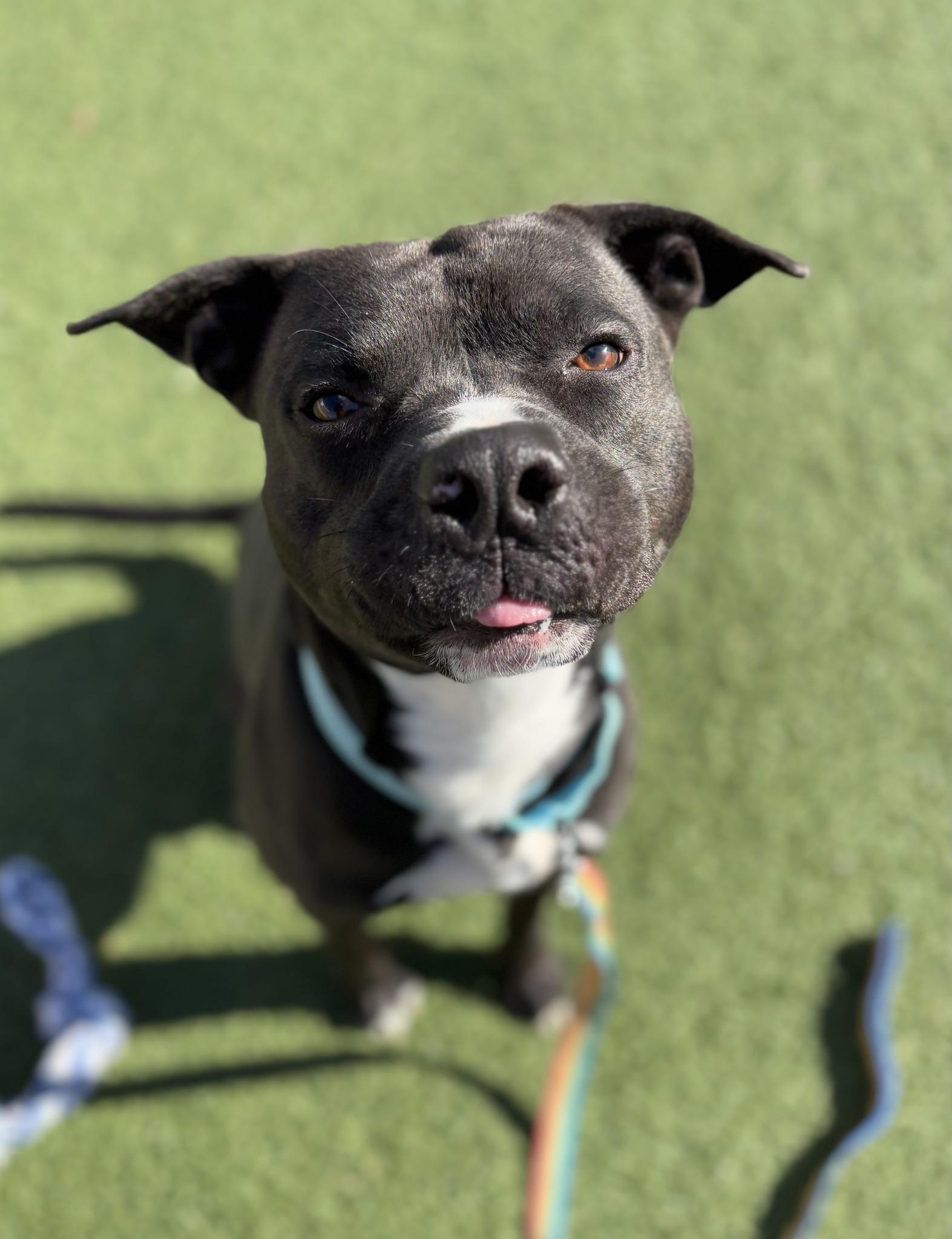 Enlarge Banejamin, a Adoptable mixed breed in Cleveland, OH image 2/6