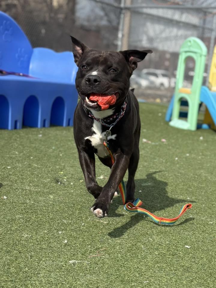 Enlarge Banejamin, an adopted mixed breed in Cleveland, OH image 6/6