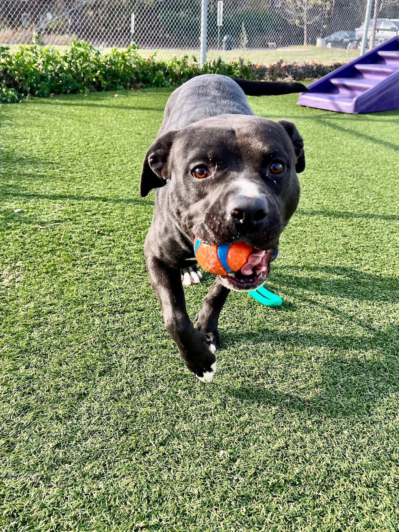 Enlarge Banejamin, a Adoptable mixed breed in Cleveland, OH image 5/6