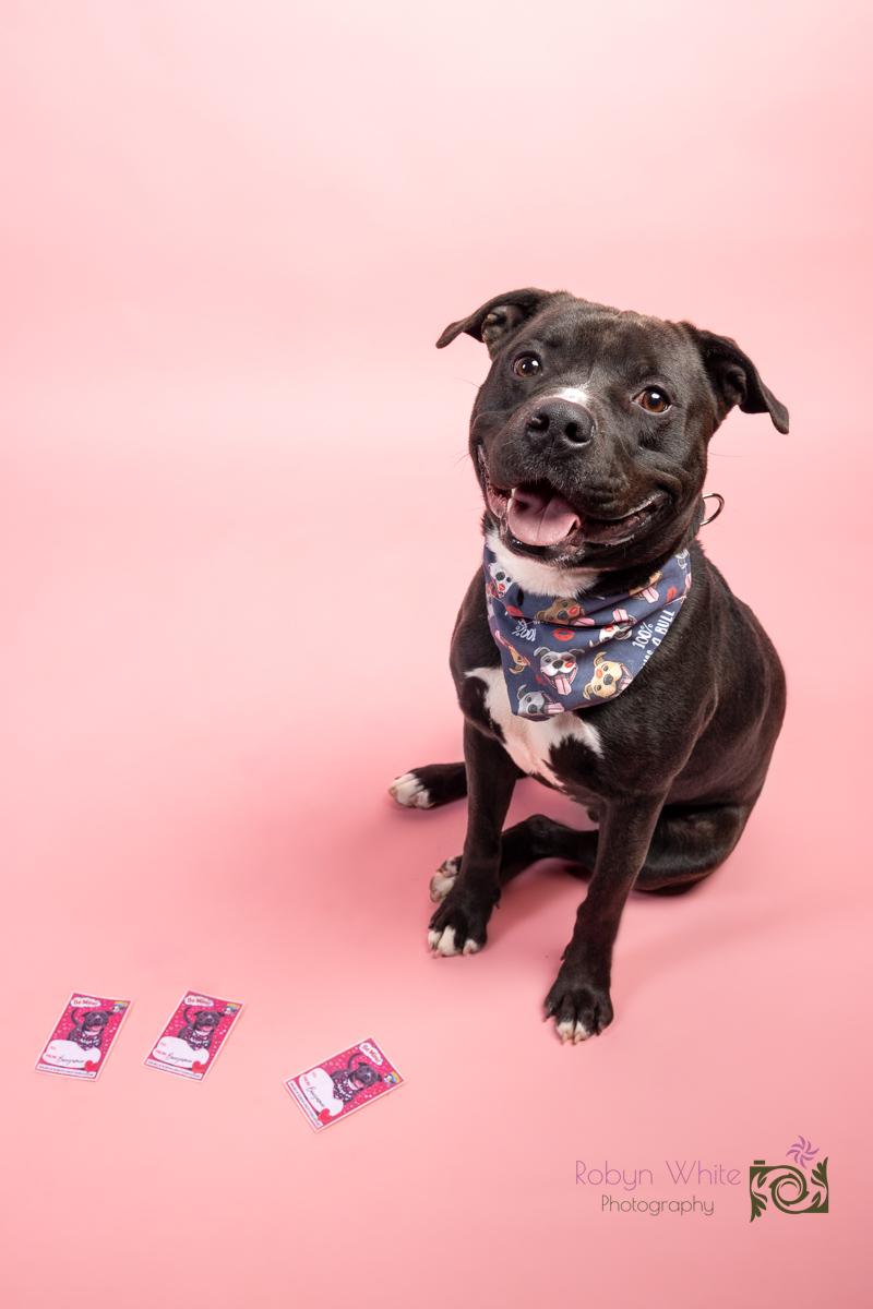 Banejamin, a Adoptable mixed breed in Cleveland, OH image 1/6