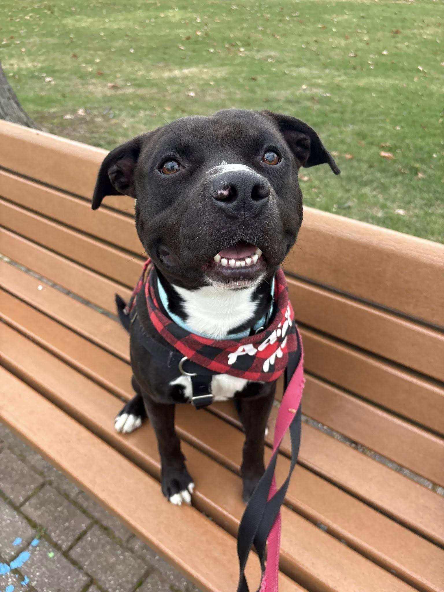 Enlarge Banejamin, a Adoptable mixed breed in Cleveland, OH image 3/6