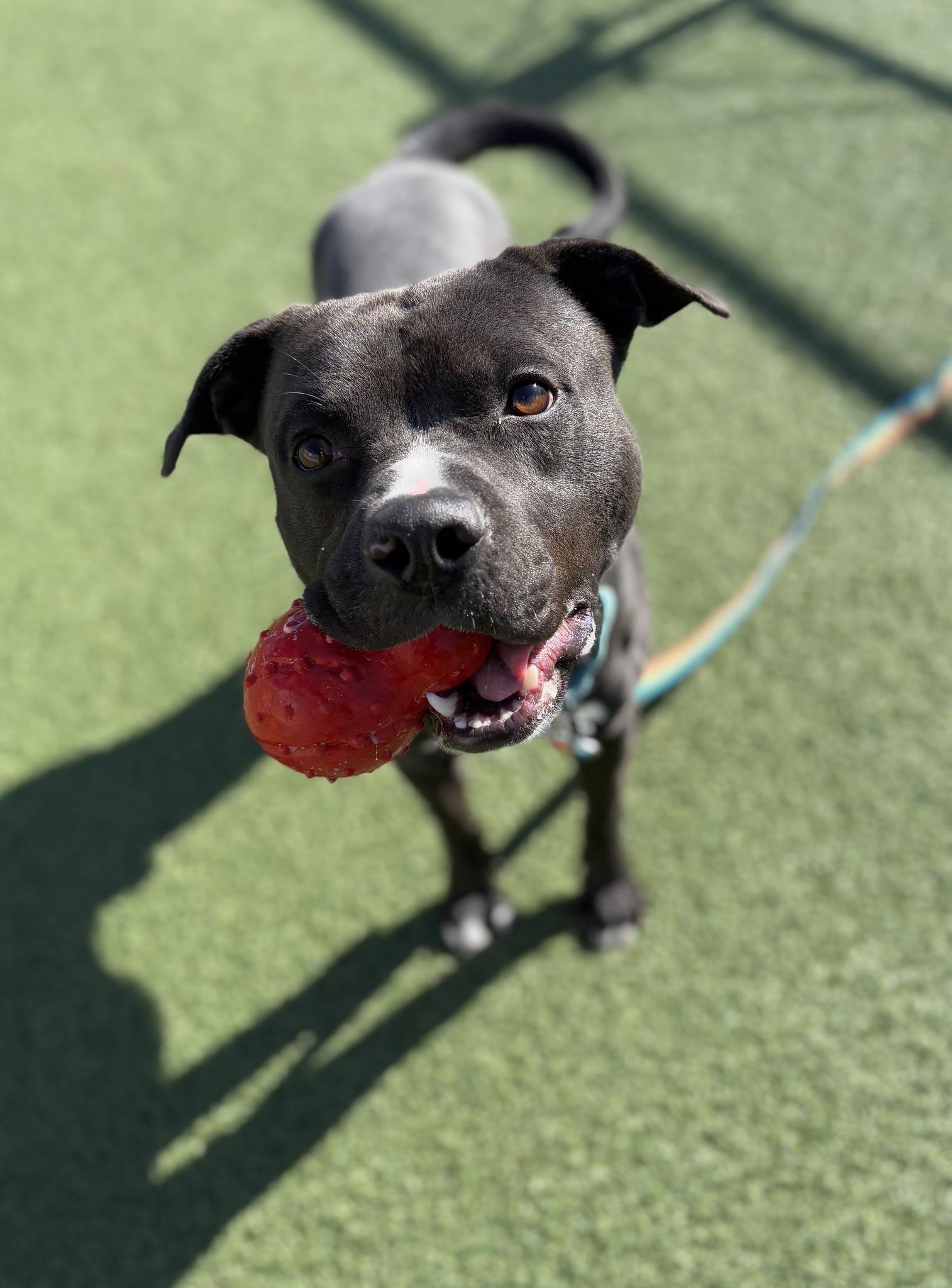 Enlarge Banejamin, a Adoptable mixed breed in Cleveland, OH image 4/6