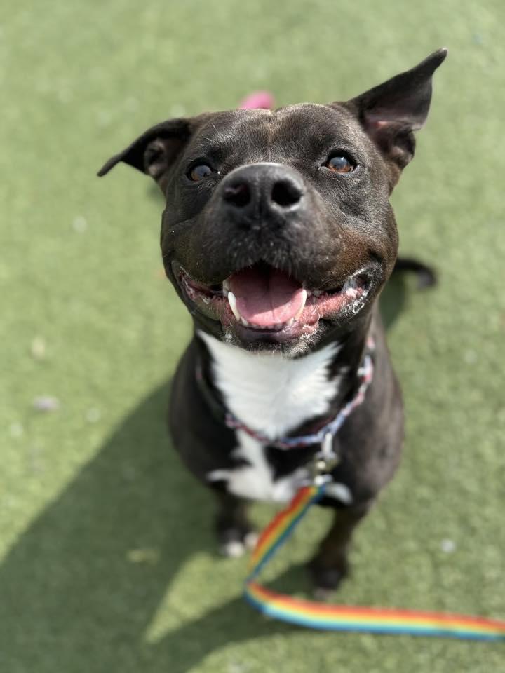 Enlarge Banejamin, an adopted mixed breed in Cleveland, OH image 1/6