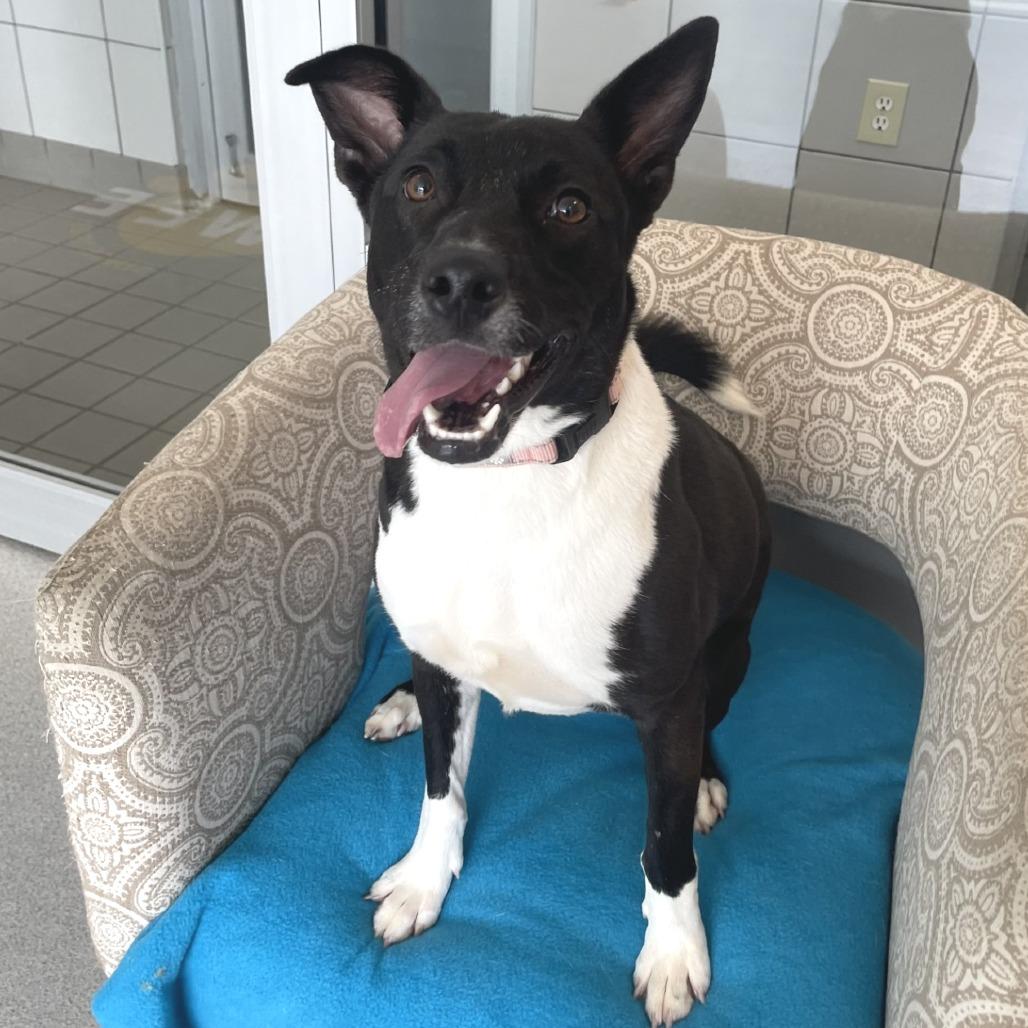 Bonnett, Adoptable, Young Female Mixed Breed.