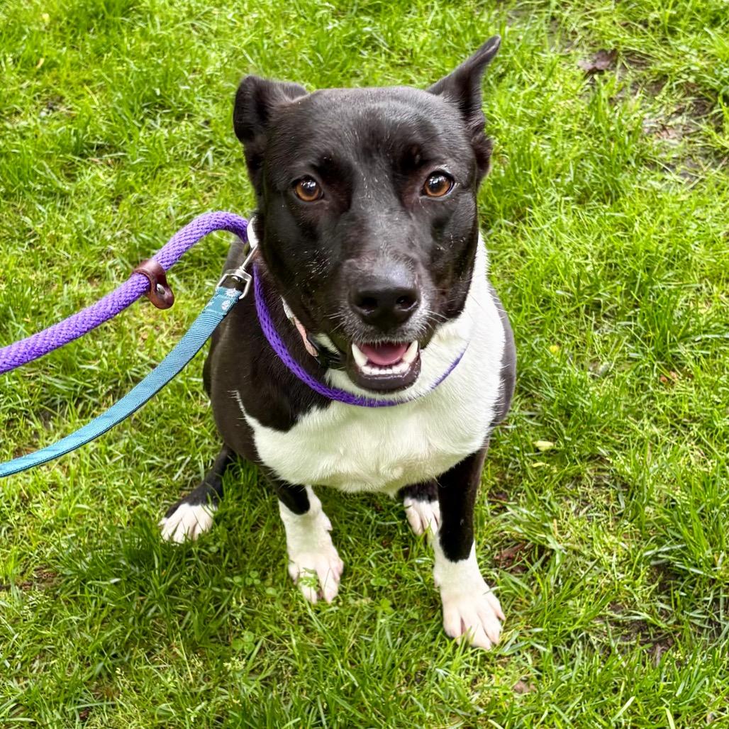 Bonnett, a Adoptable Mixed Breed in Wantagh, NY image 2/6
