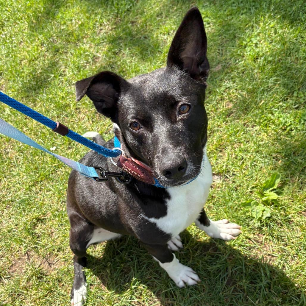 Bonnett, a Adoptable Mixed Breed in Wantagh, NY image 3/6