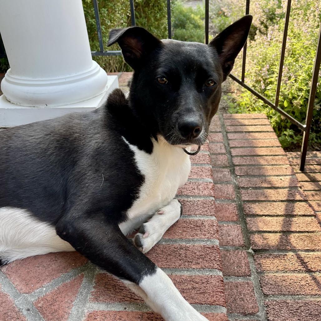 Bonnett, a Adoptable Mixed Breed in Wantagh, NY image 4/6
