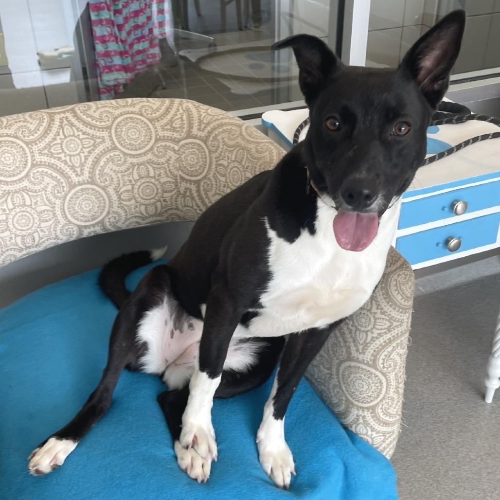 Bonnett, a Adoptable Mixed Breed in Wantagh, NY image 5/6
