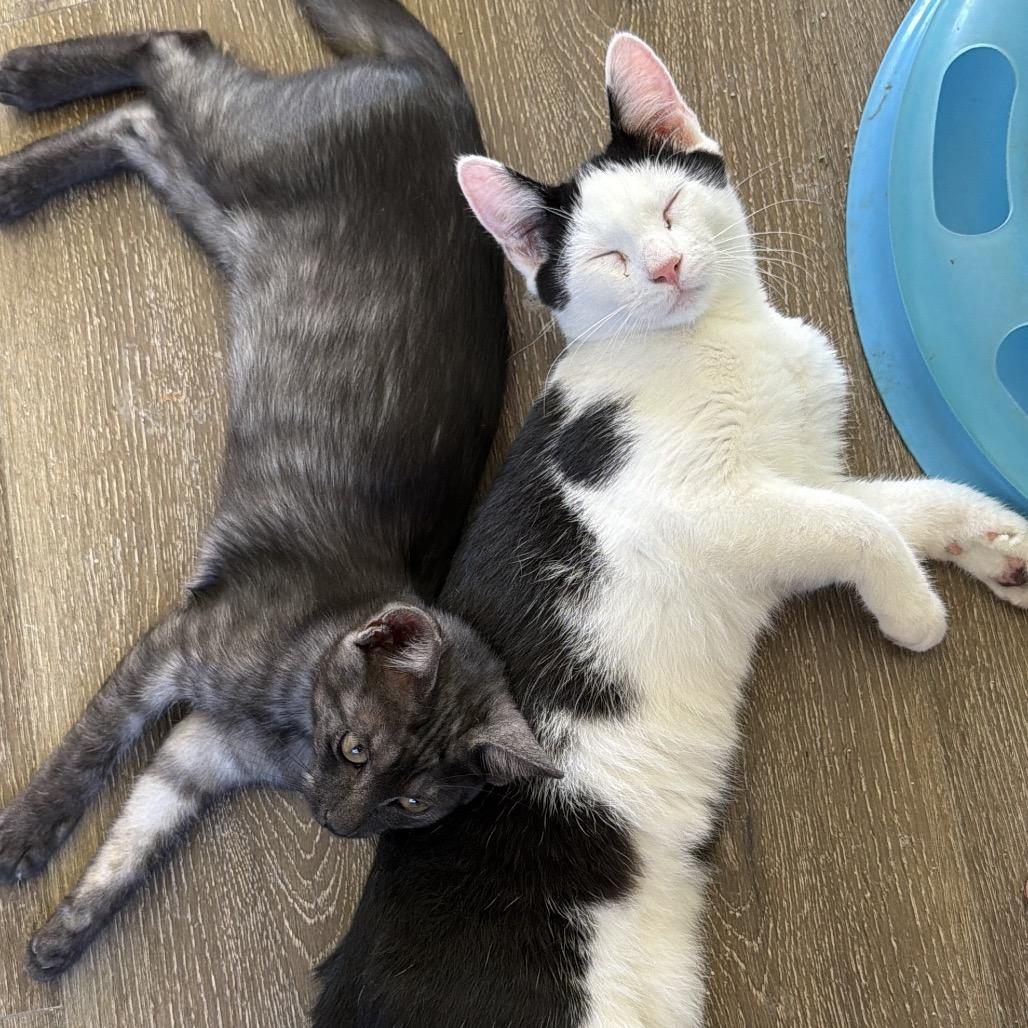 Ringo COH-A-67973, Adoptable, Kitten Male Domestic Short Hair.
