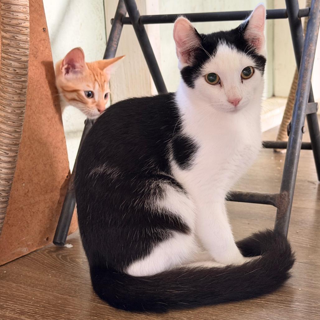 Enlarge Ringo COH-A-67973, a Adoptable Domestic Short Hair in Volcano, HI image 2/6