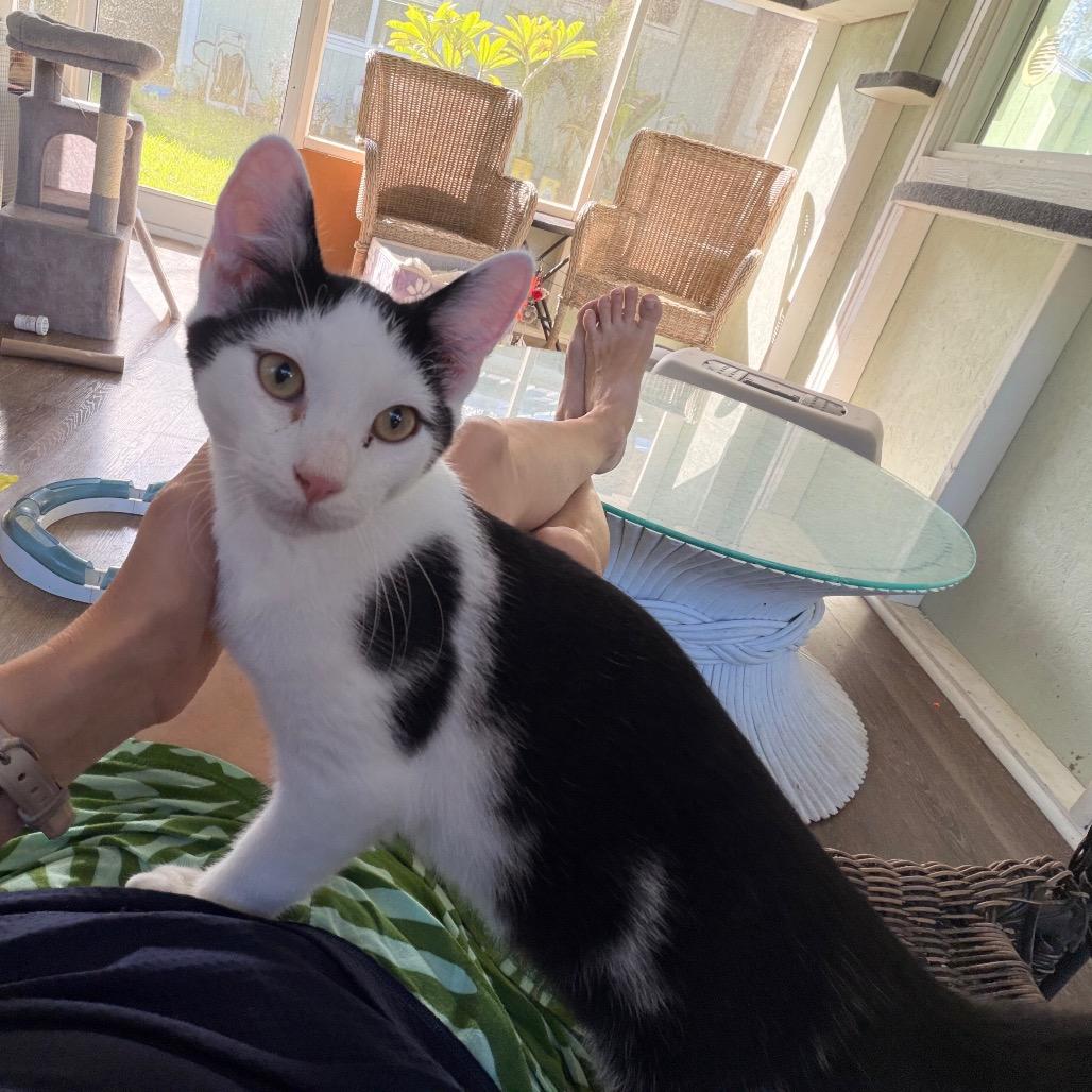 Enlarge Ringo COH-A-67973, a Adoptable Domestic Short Hair in Volcano, HI image 3/6