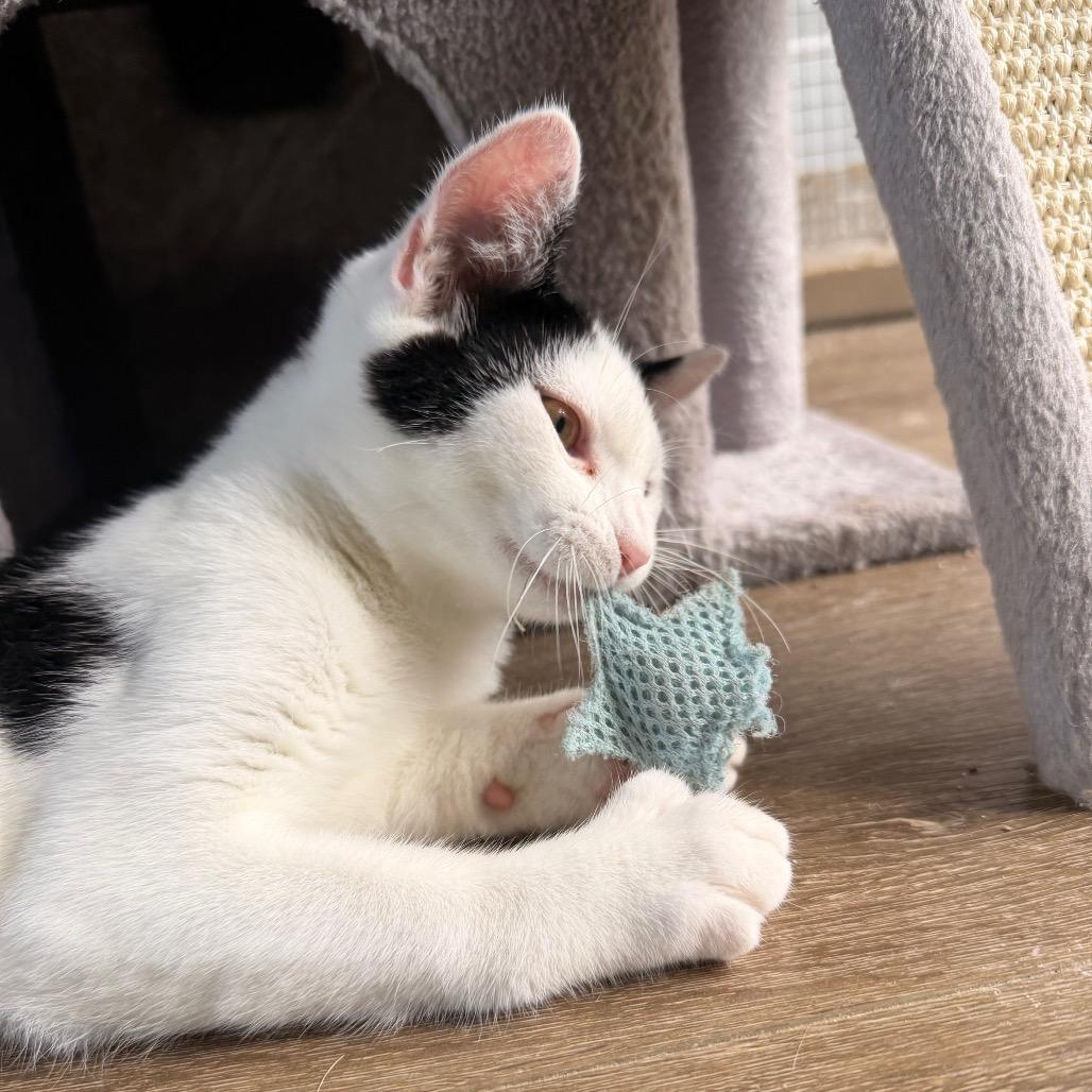Enlarge Ringo COH-A-67973, a Adoptable Domestic Short Hair in Volcano, HI image 4/6