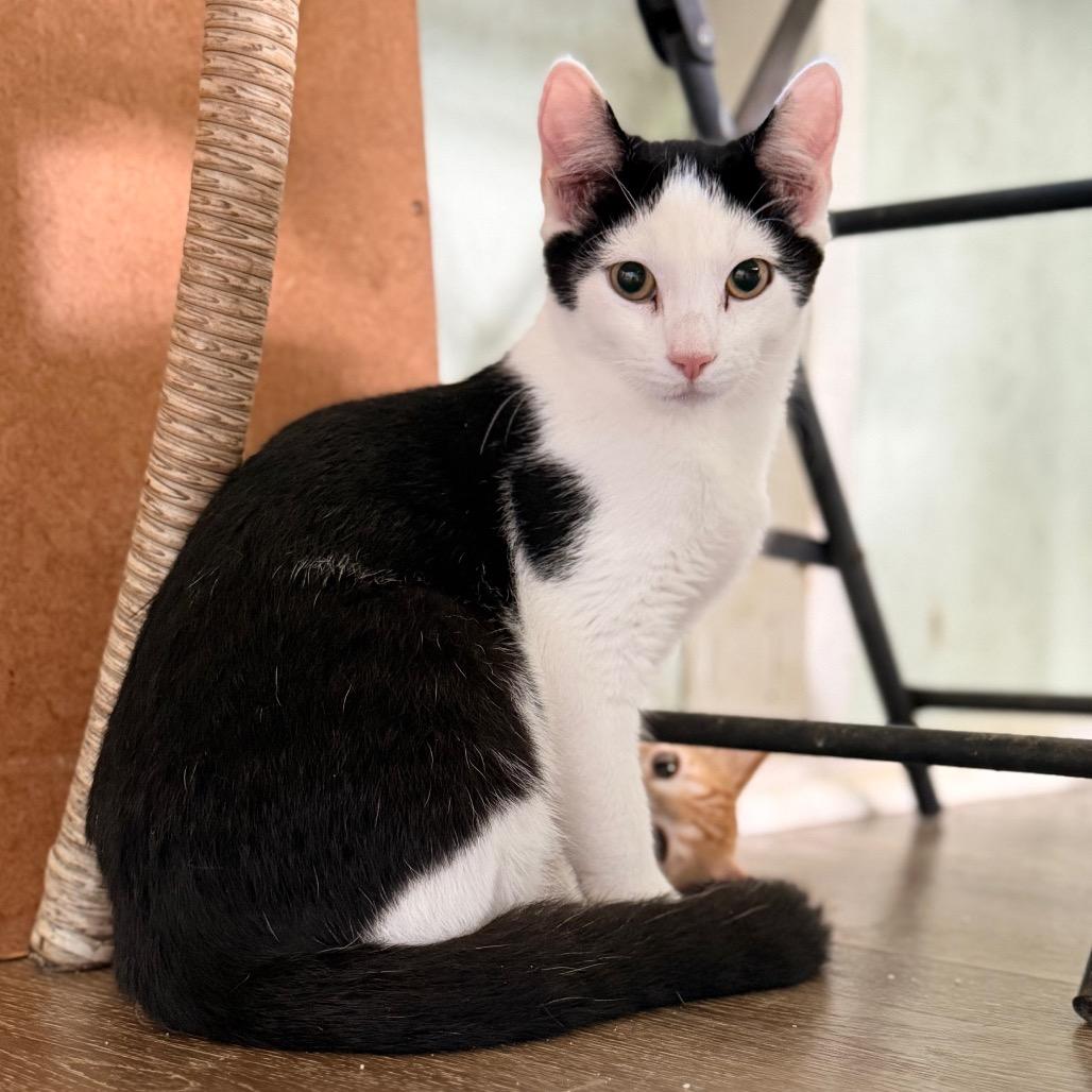 Enlarge Ringo COH-A-67973, a Adoptable Domestic Short Hair in Volcano, HI image 5/6