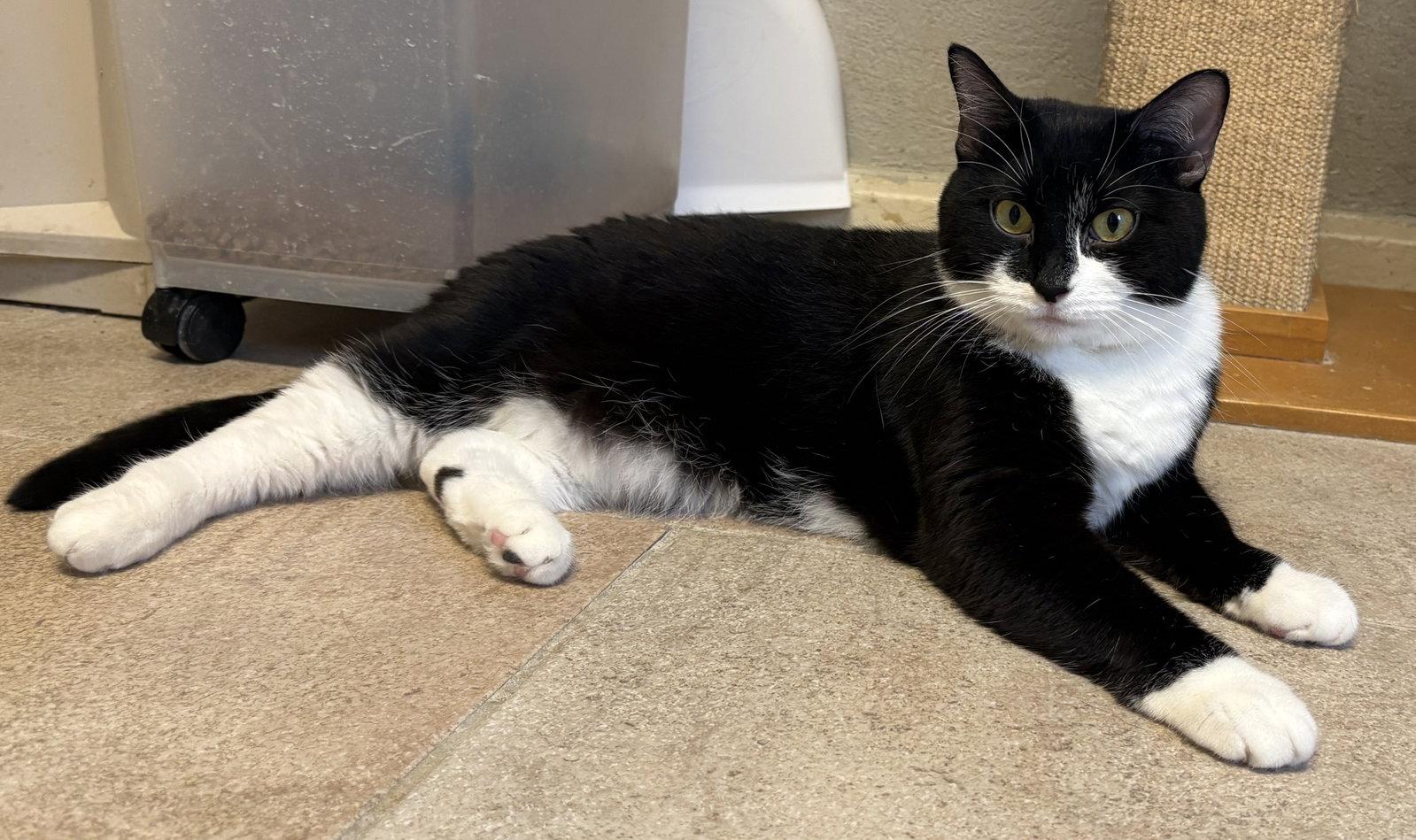 Pickles, Adoptable, Adult Female Domestic Short Hair.