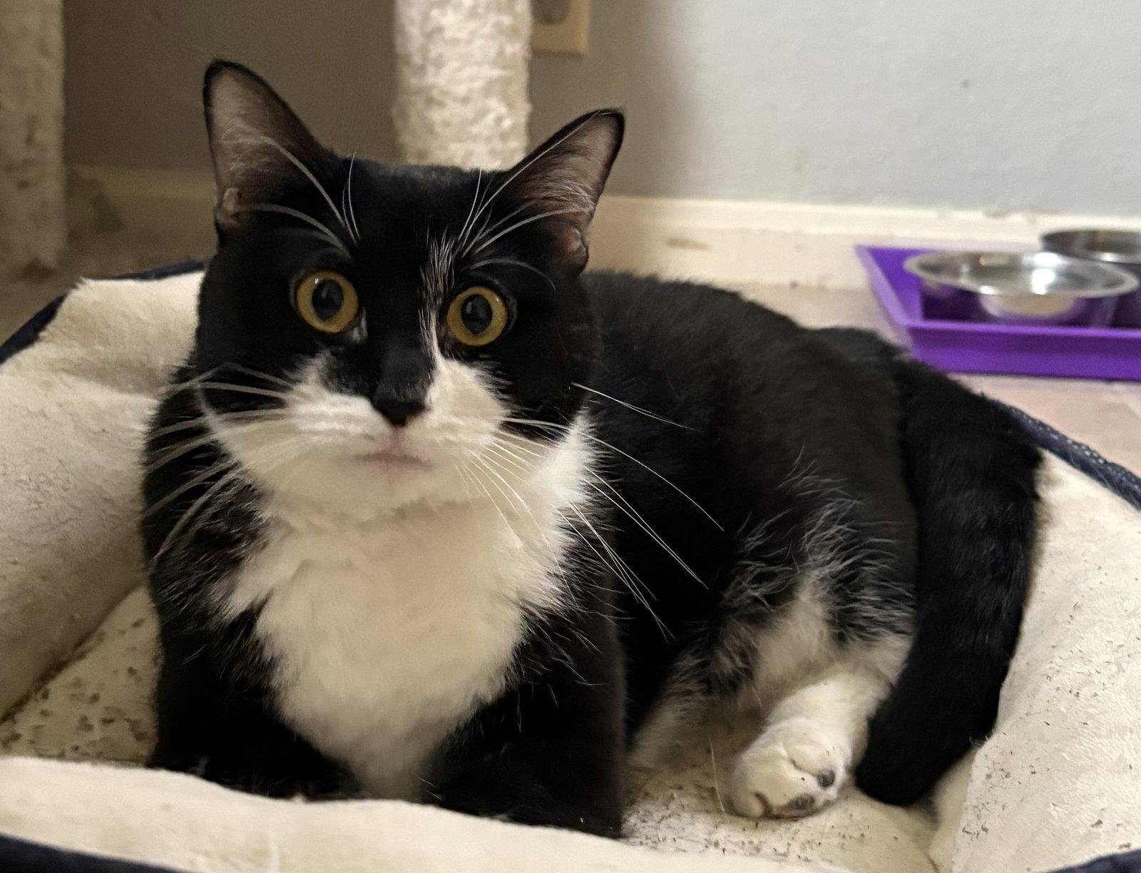 Enlarge Pickles, a Adoptable Domestic Short Hair in Kansas City, MO image 2/2