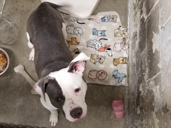 Enlarge BAMBAM *loves all people and animals*, a Adoptable mixed breed in Seymour, IN image 3/3