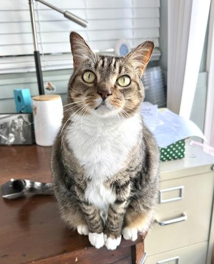 CINDY CLAWFORD, an adoptable Domestic Short Hair in Fernandina Beach, FL, 32034 | Photo Image 1