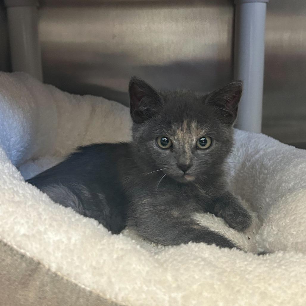 Enlarge Subaru Baja, a Adoptable Domestic Short Hair in Enfield, NH image 1/1