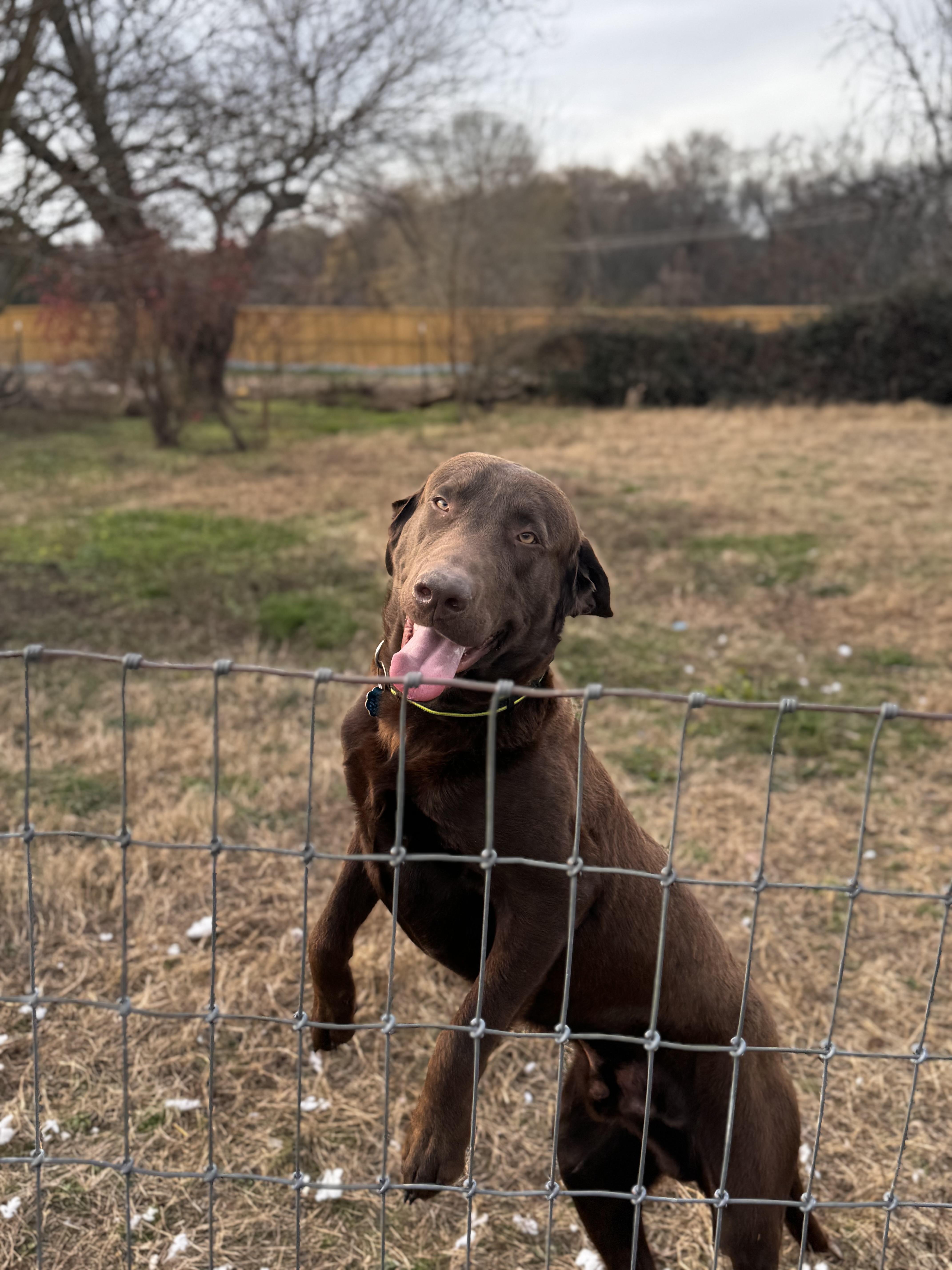 Enlarge Rip, a ADOPTABLE Chocolate Labrador Retriever in Danielsville, GA image 2/2