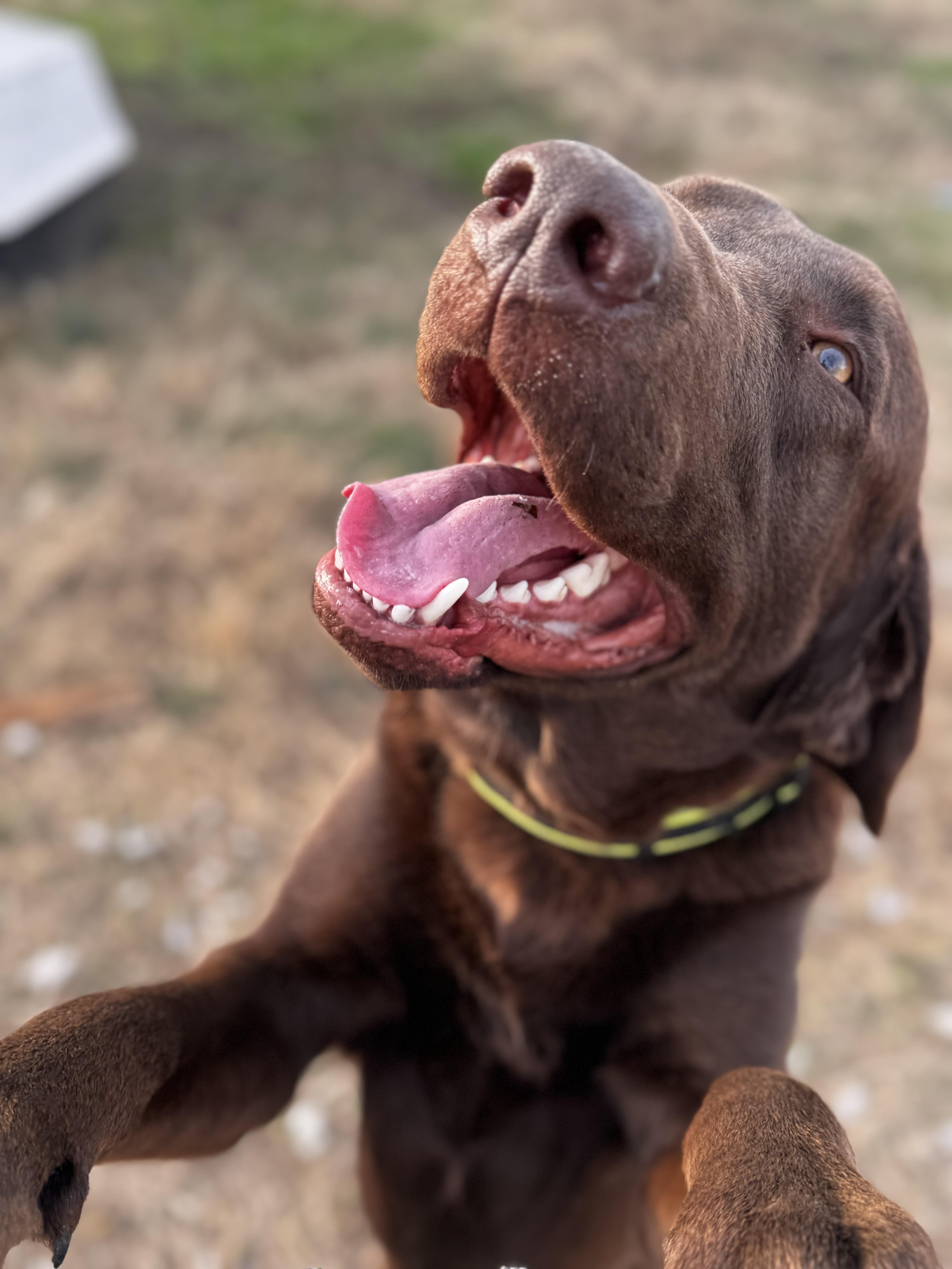 Rip, ADOPTABLE, Adult Male Chocolate Labrador Retriever.