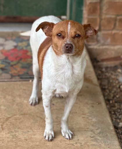 Tessa, adopted, Adult Female Terrier.