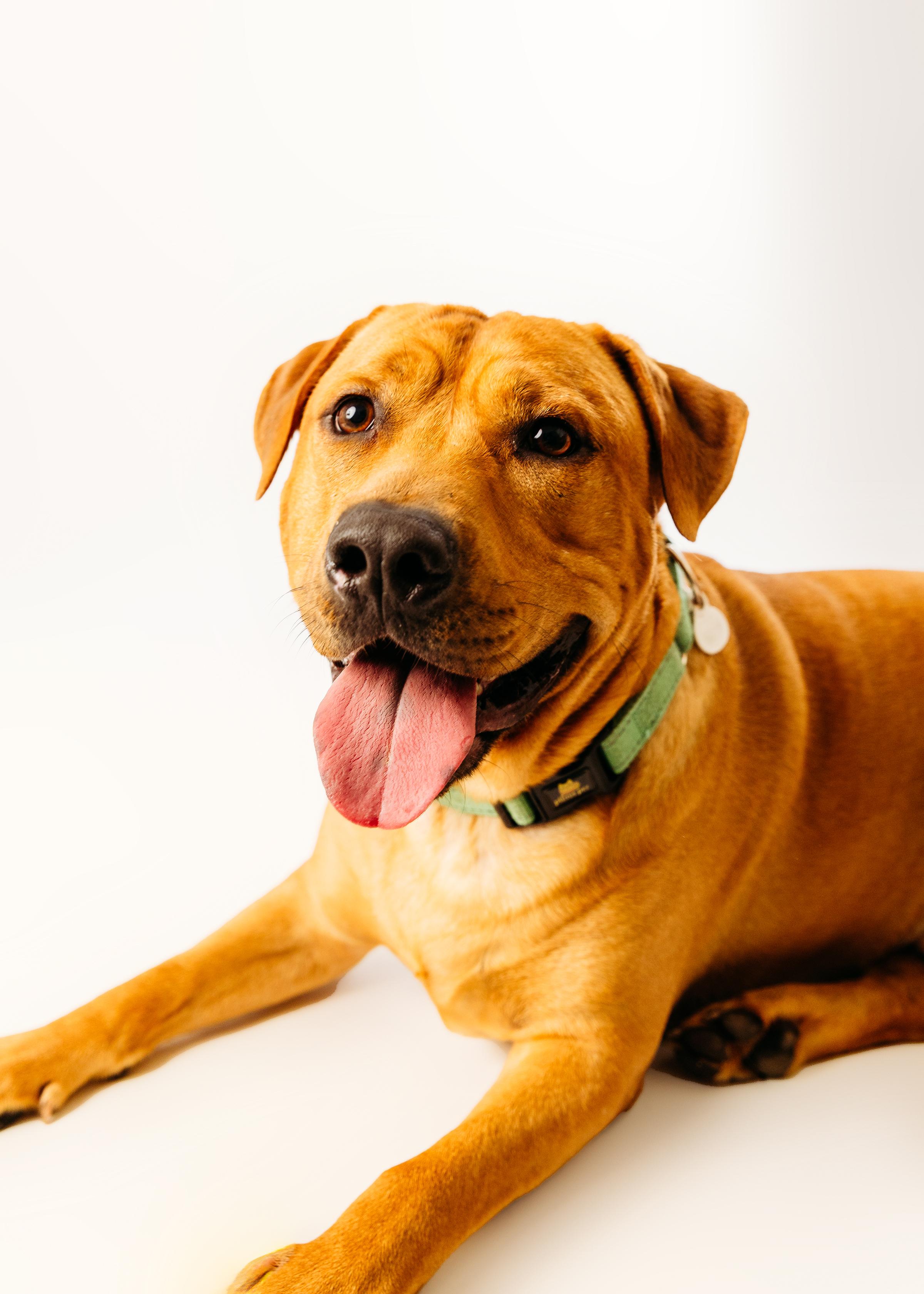 Enlarge Kolsch, a Adoptable Labrador Retriever in Cypress, TX image 3/6