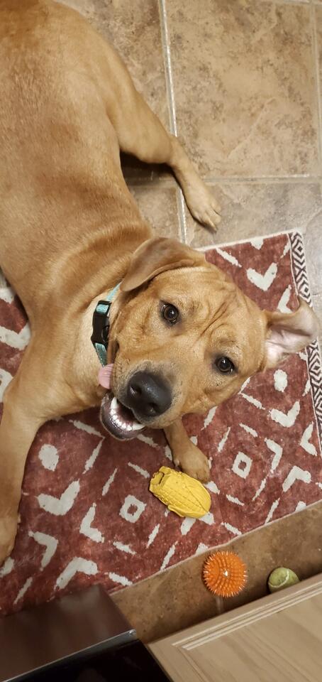 Enlarge Kolsch, a Adoptable Labrador Retriever in Cypress, TX image 6/6