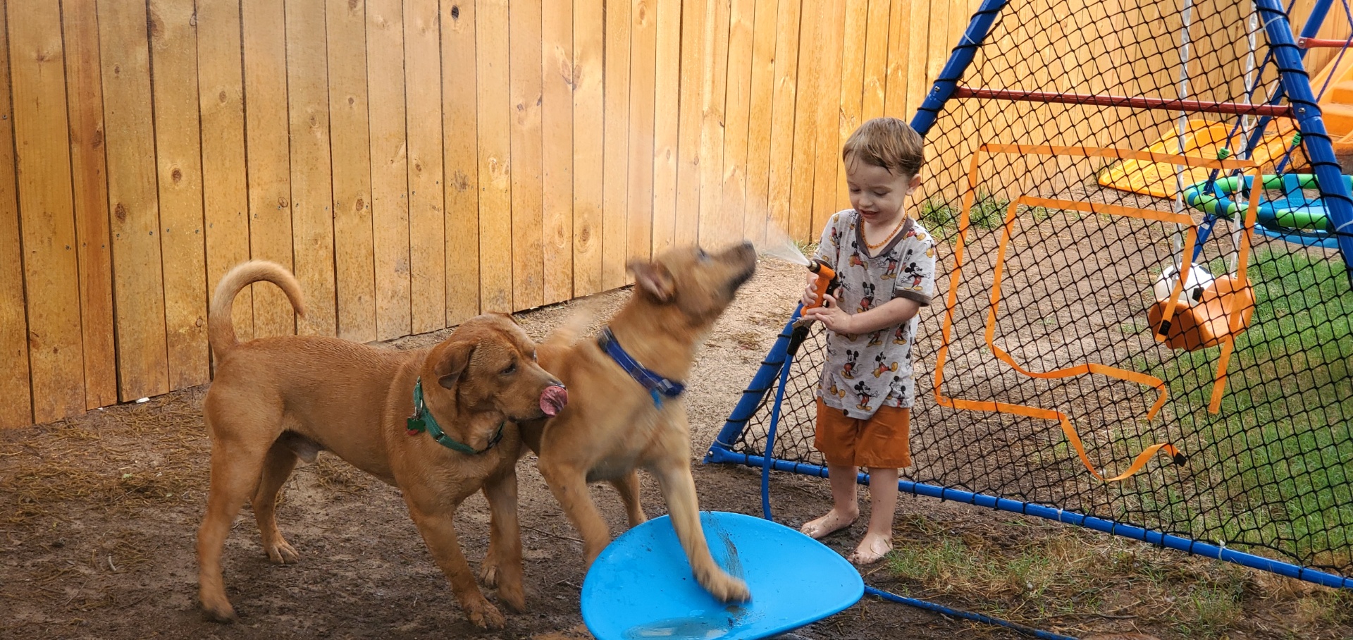 Enlarge Kolsch, a Adoptable Labrador Retriever in Cypress, TX image 5/6