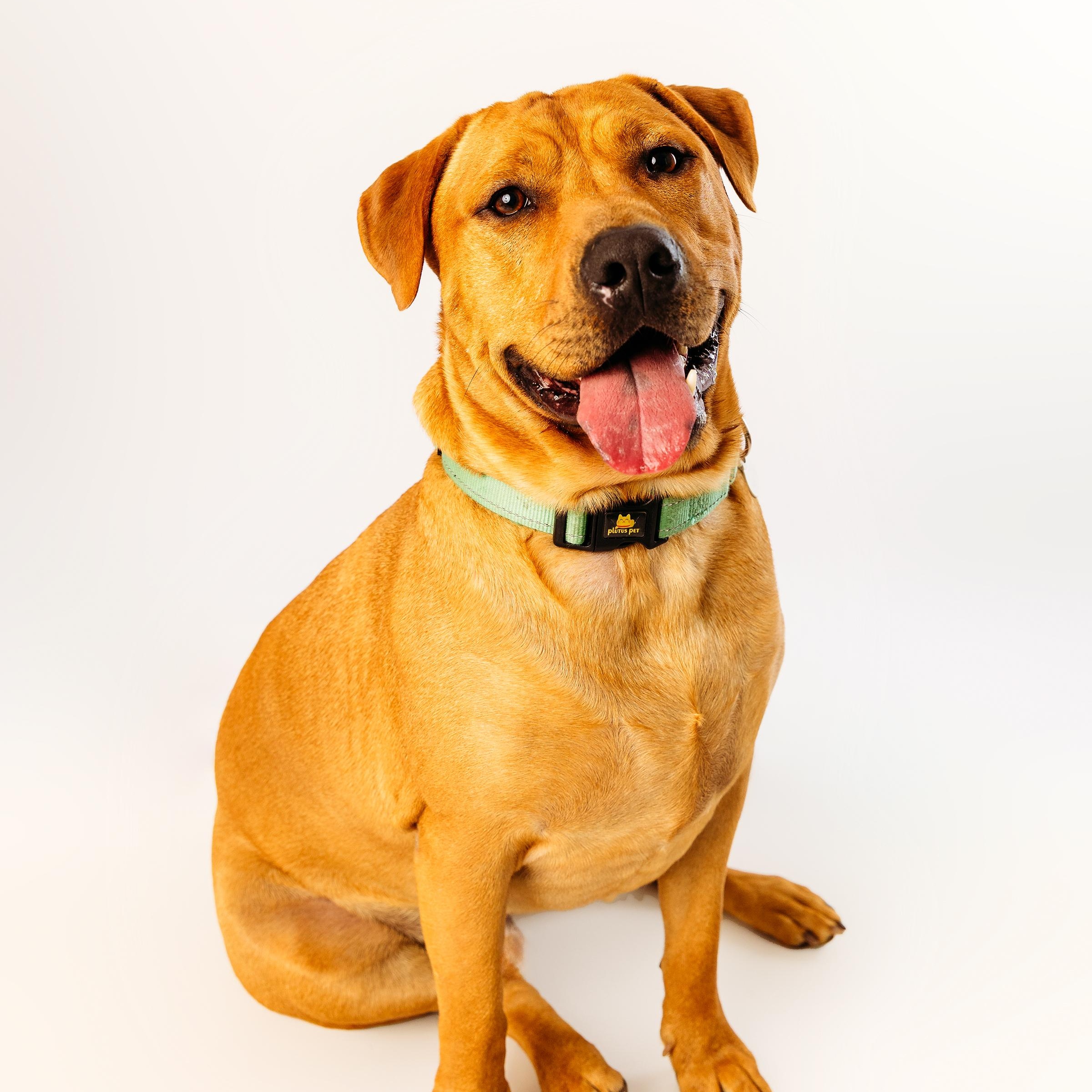 Enlarge Kolsch, a Adoptable Labrador Retriever in Cypress, TX image 1/6