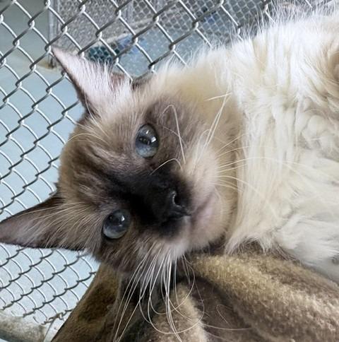 Munchkin, Adoptable, Adult Female Himalayan.