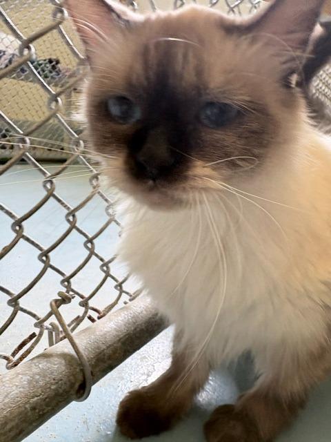 Enlarge Munchkin, a Adoptable Himalayan in Ogdensburg, NY image 2/4
