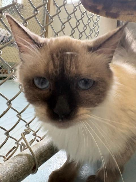 Enlarge Munchkin, a Adoptable Himalayan in Ogdensburg, NY image 3/4