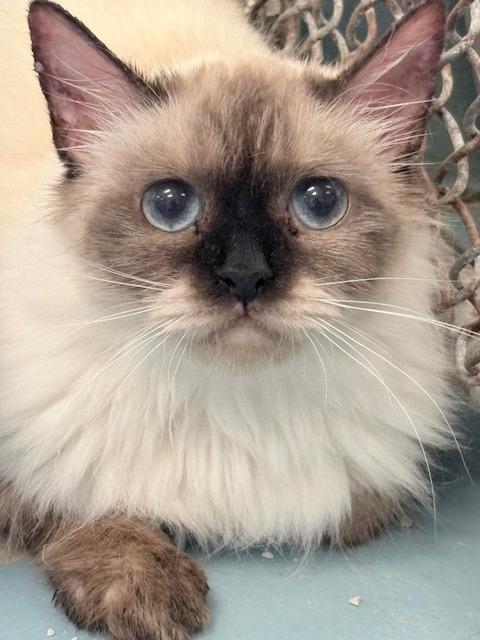 Enlarge Munchkin, a Adoptable Himalayan in Ogdensburg, NY image 4/4