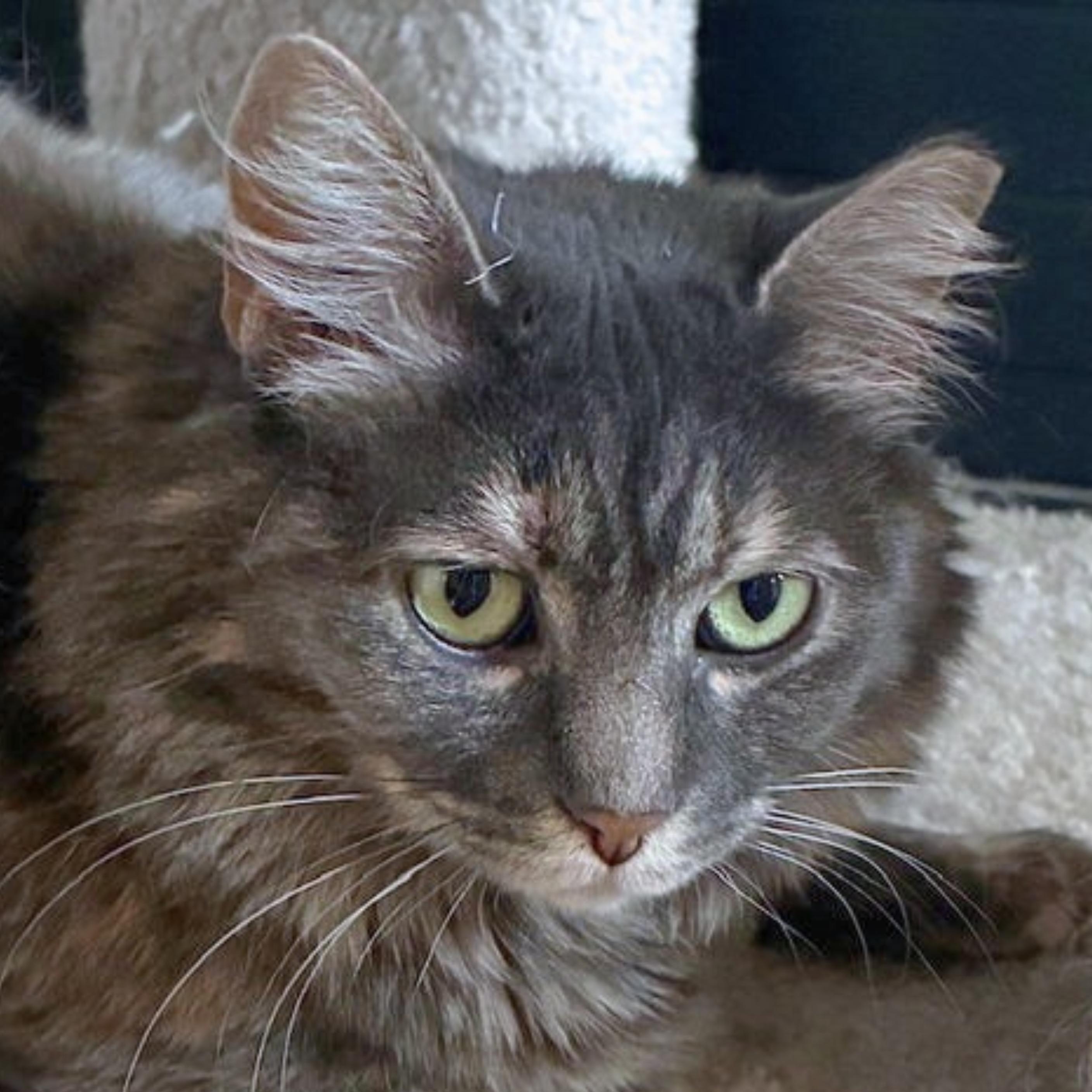 Capuchin, a Adoptable mixed breed in Santa Fe, NM image 1/5