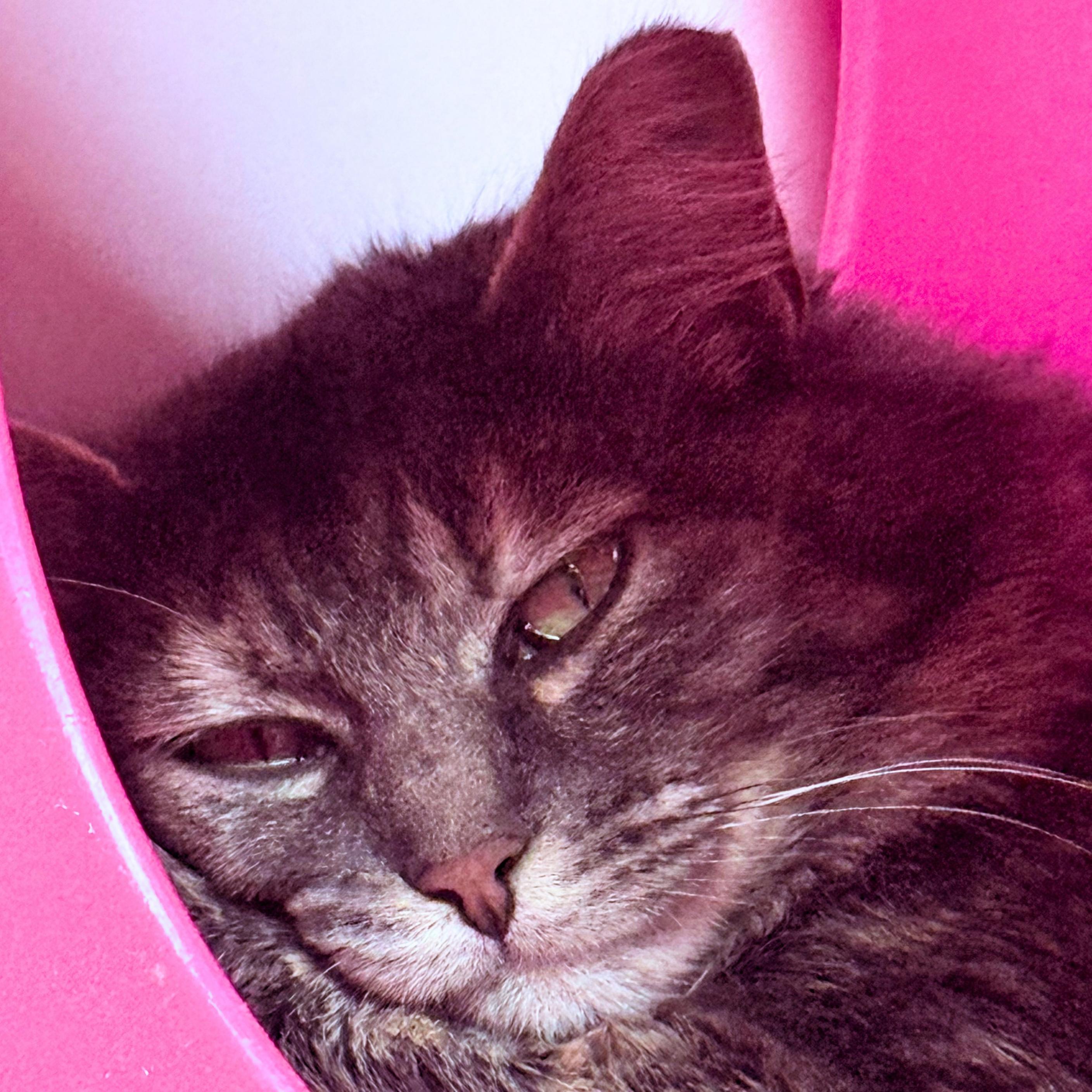 Capuchin, a Adoptable mixed breed in Santa Fe, NM image 2/5