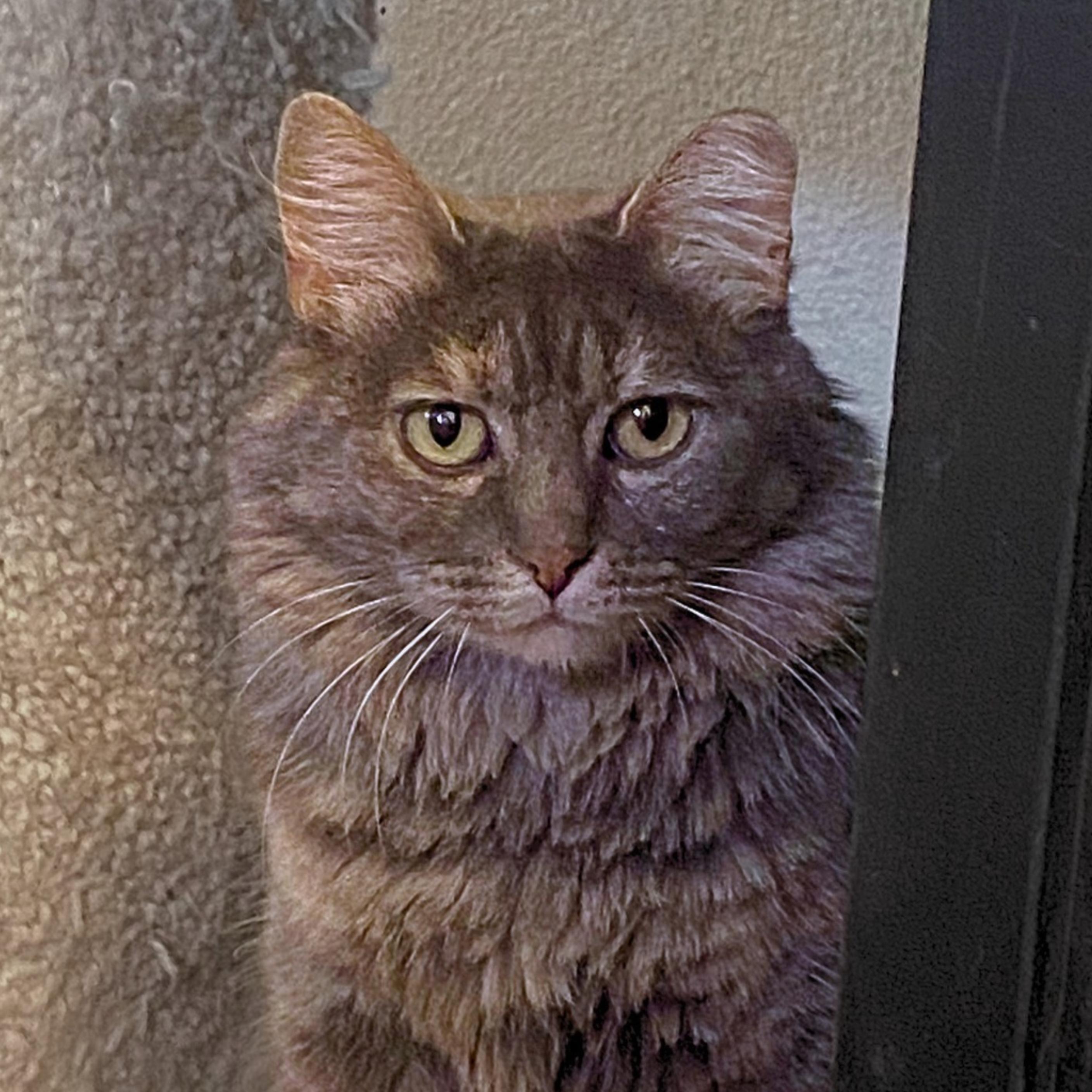 Capuchin, a Adoptable mixed breed in Santa Fe, NM image 3/5