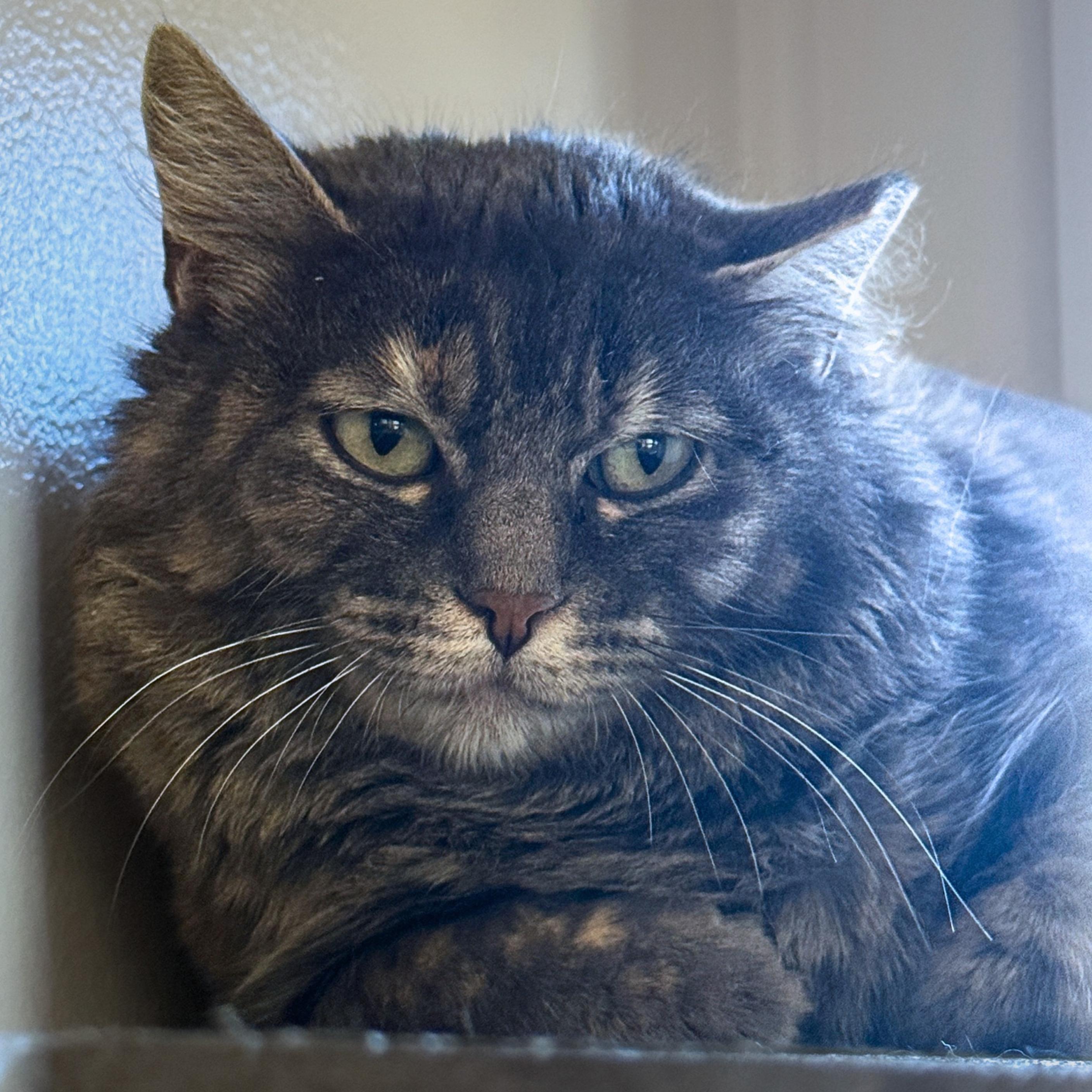 Capuchin, a Adoptable mixed breed in Santa Fe, NM image 4/5