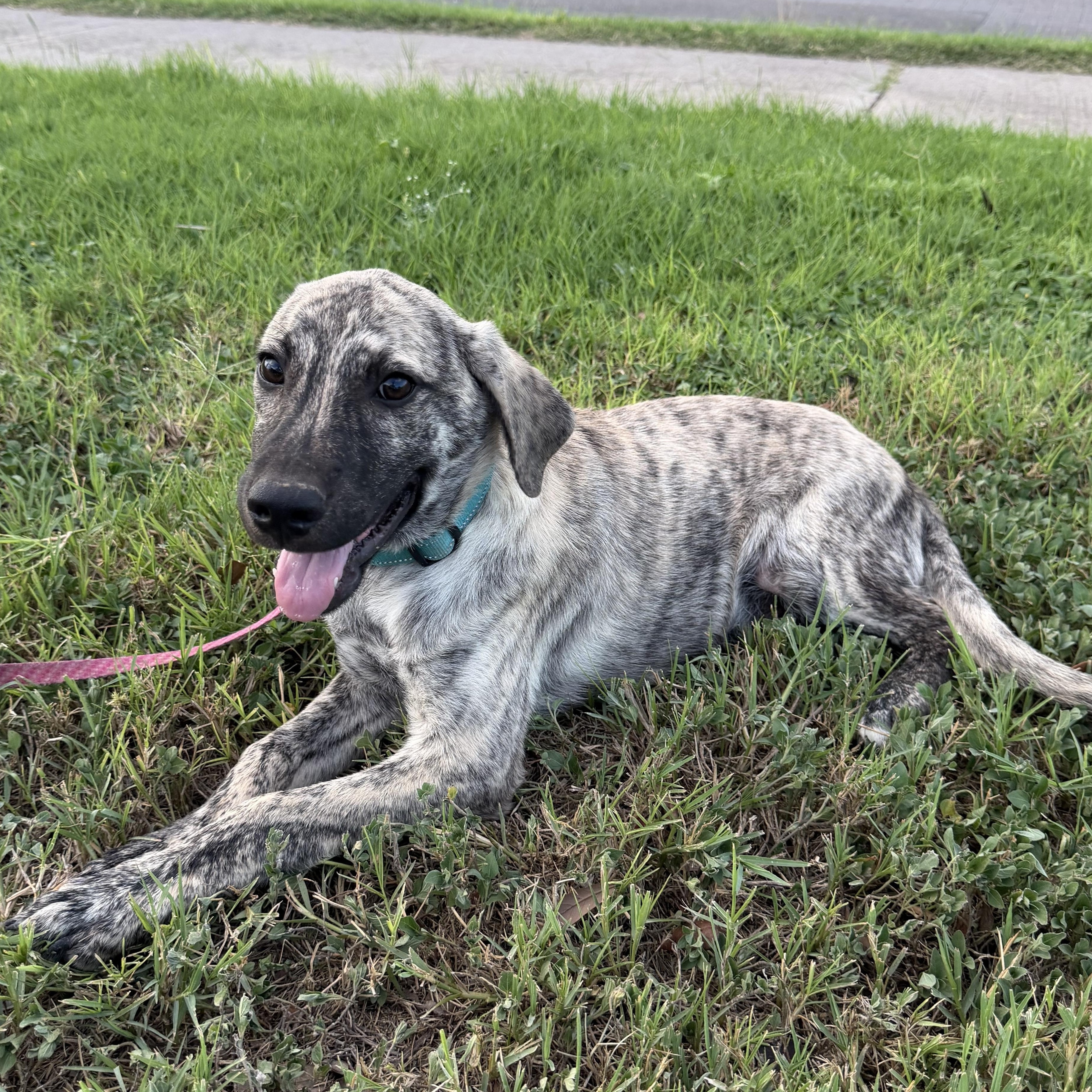 Enlarge Kodi, a Adoptable mixed breed in Philadelphia, PA image 2/4
