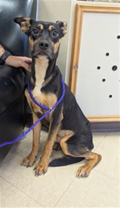 Enlarge MAX, a Adoptable mixed breed in Killeen, TX image 1/1