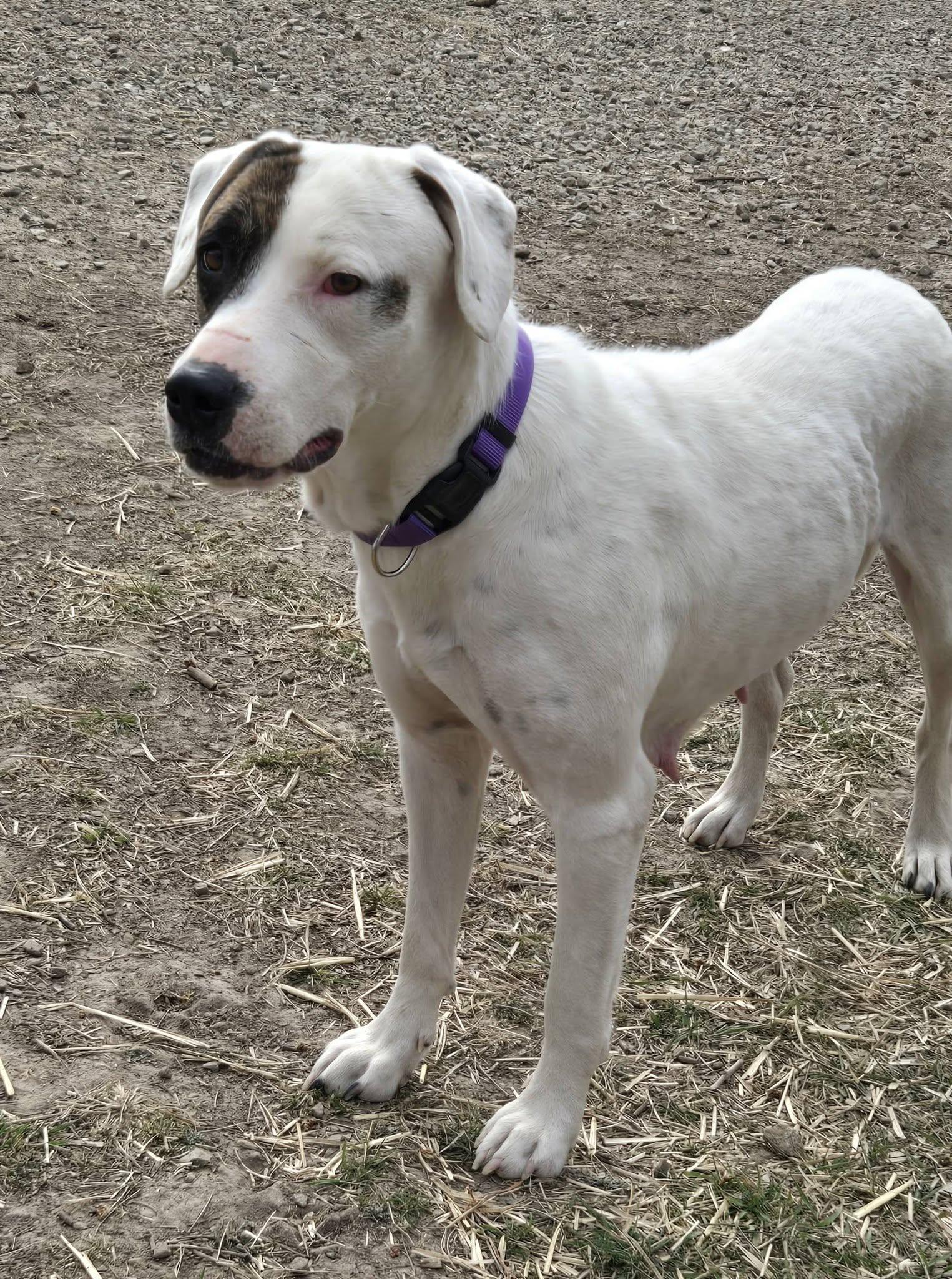 Enlarge Ella, a ADOPTABLE mixed breed in Okemah, OK image 5/6