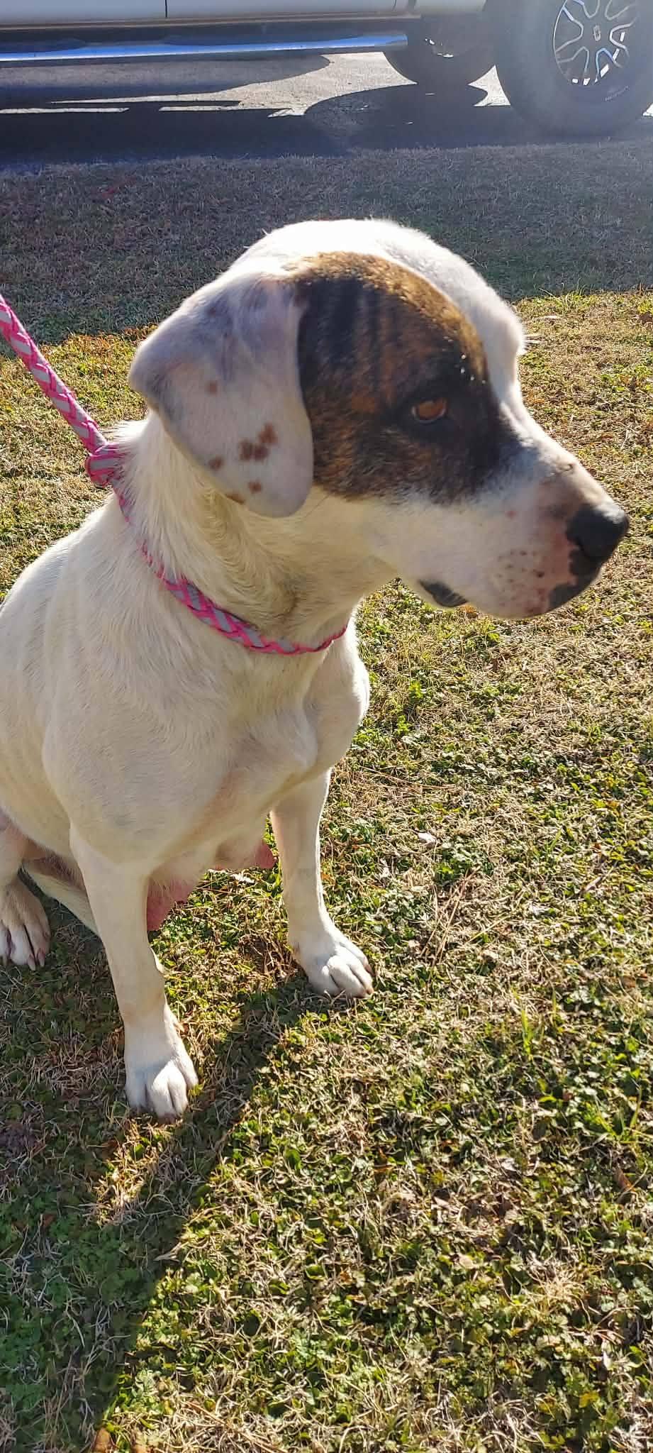 Enlarge Ella, a ADOPTABLE mixed breed in Okemah, OK image 5/6