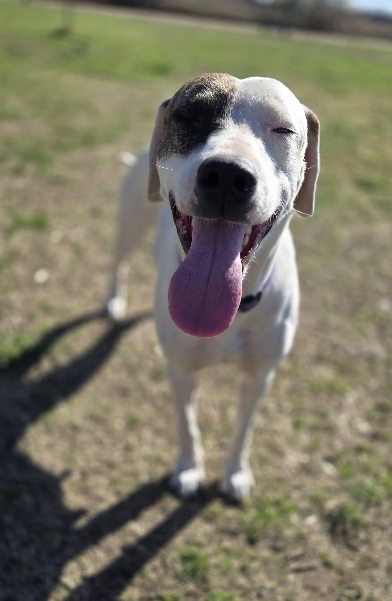 Ella, ADOPTABLE, Adult Female Mixed Breed.