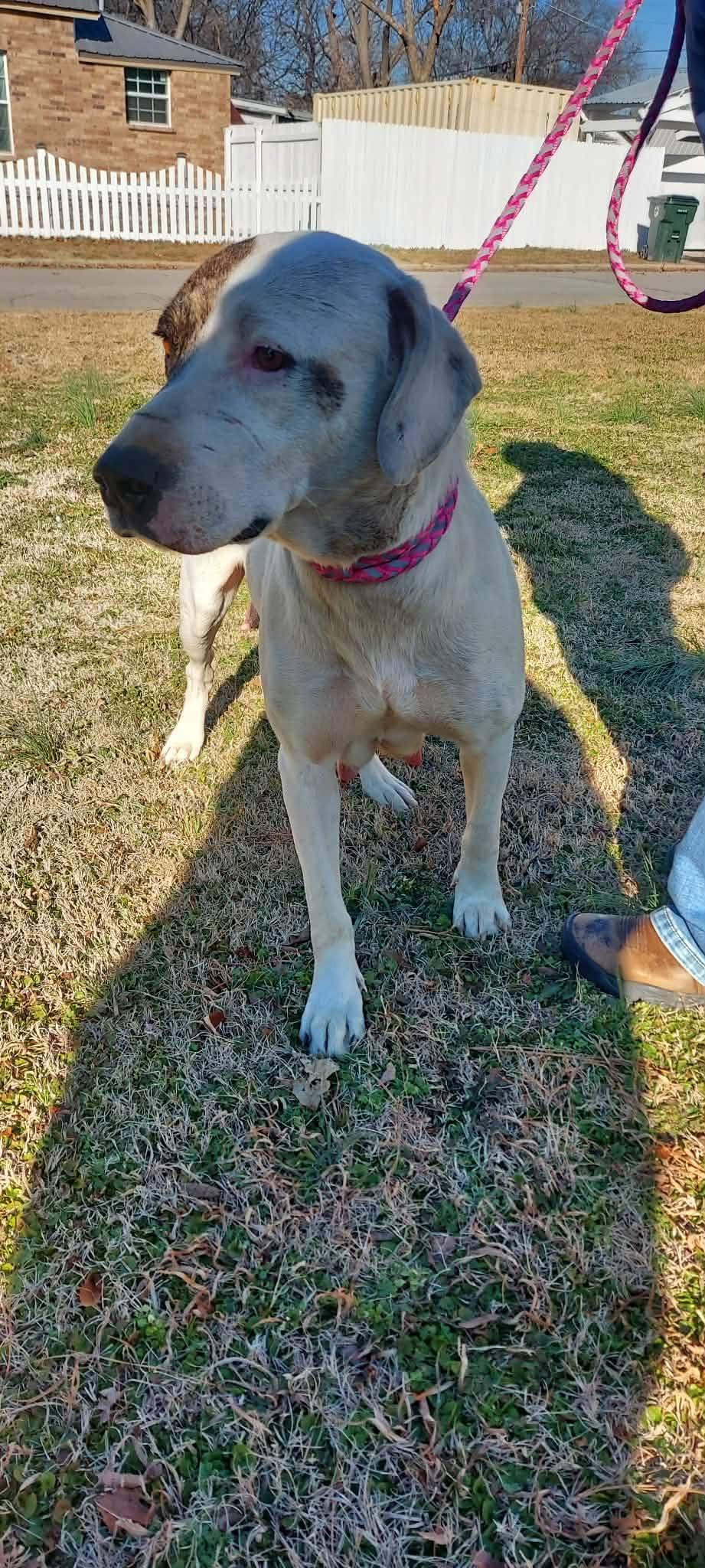 Enlarge Ella, a ADOPTABLE mixed breed in Okemah, OK image 6/6