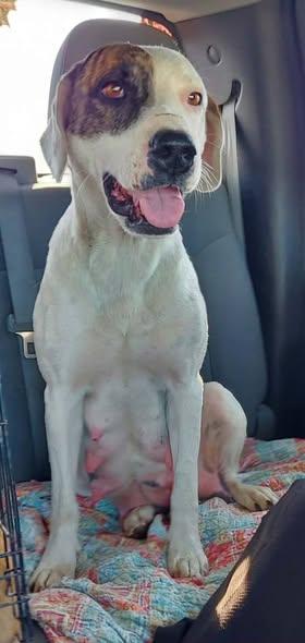 Enlarge Ella, a ADOPTABLE mixed breed in Okemah, OK image 1/6