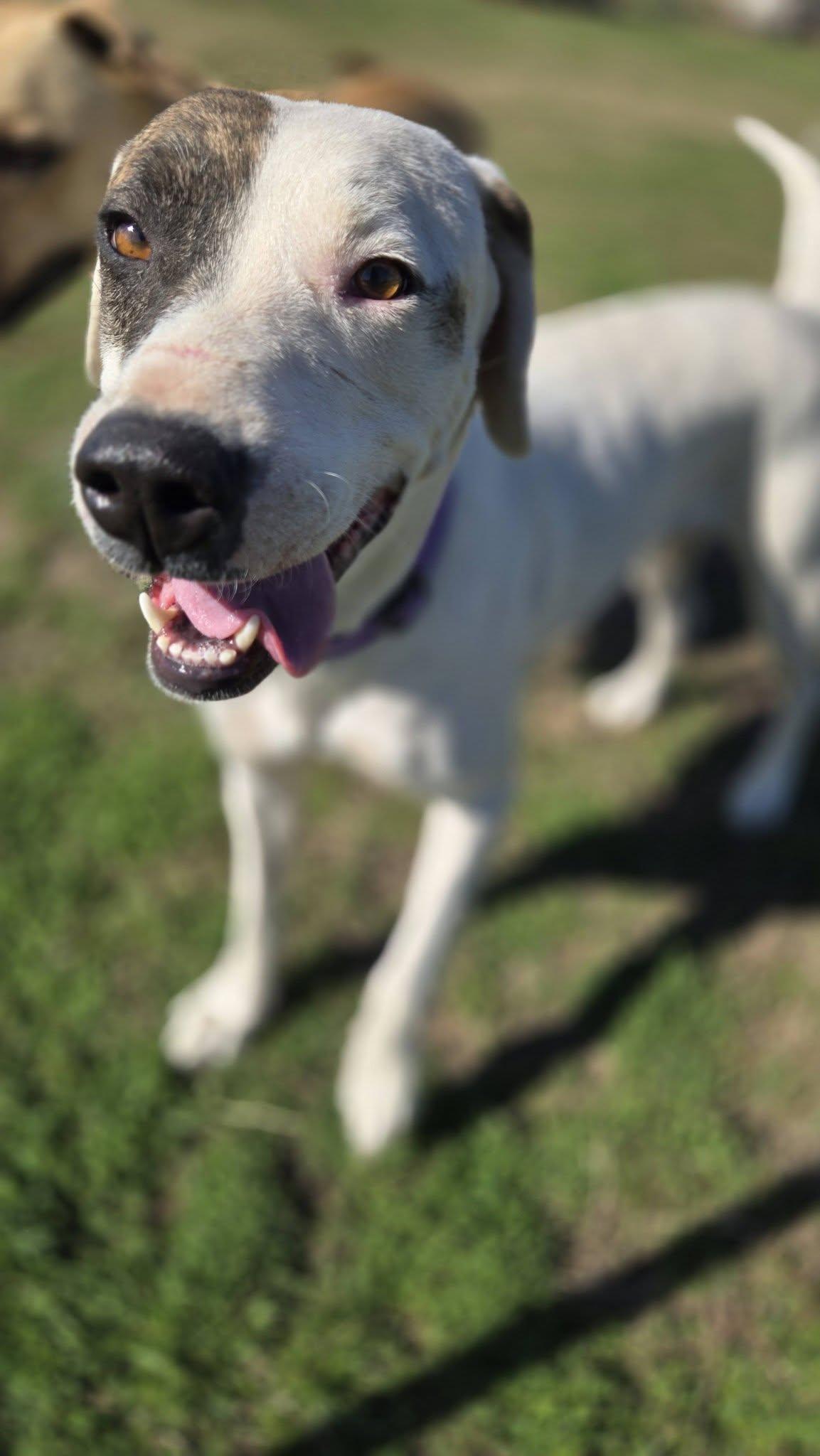 Enlarge Ella, a ADOPTABLE mixed breed in Okemah, OK image 3/6