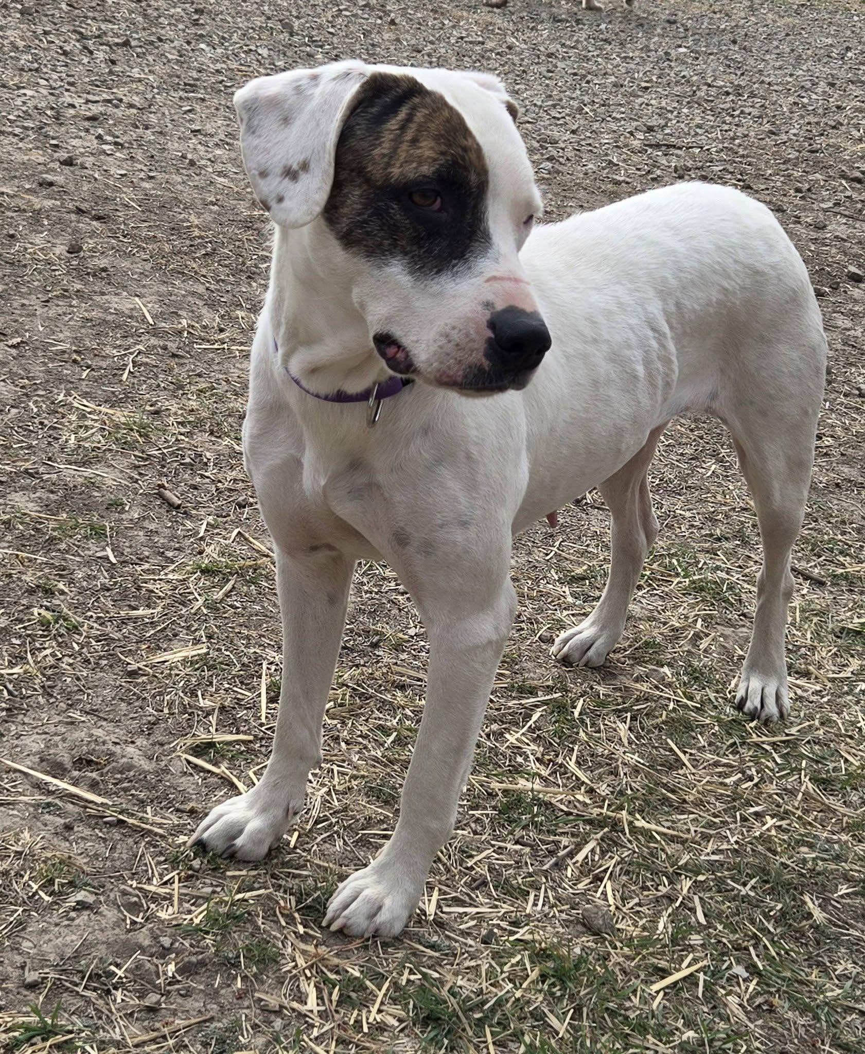 Enlarge Ella, a ADOPTABLE mixed breed in Okemah, OK image 4/6