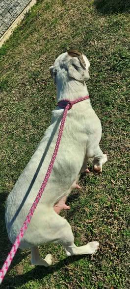 Enlarge Ella, a ADOPTABLE mixed breed in Okemah, OK image 4/6